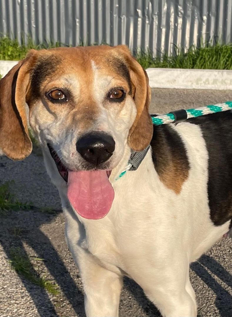 Enlarge Charlie, a Adoptable Treeing Walker Coonhound in Canoga Park, CA image 11/12
