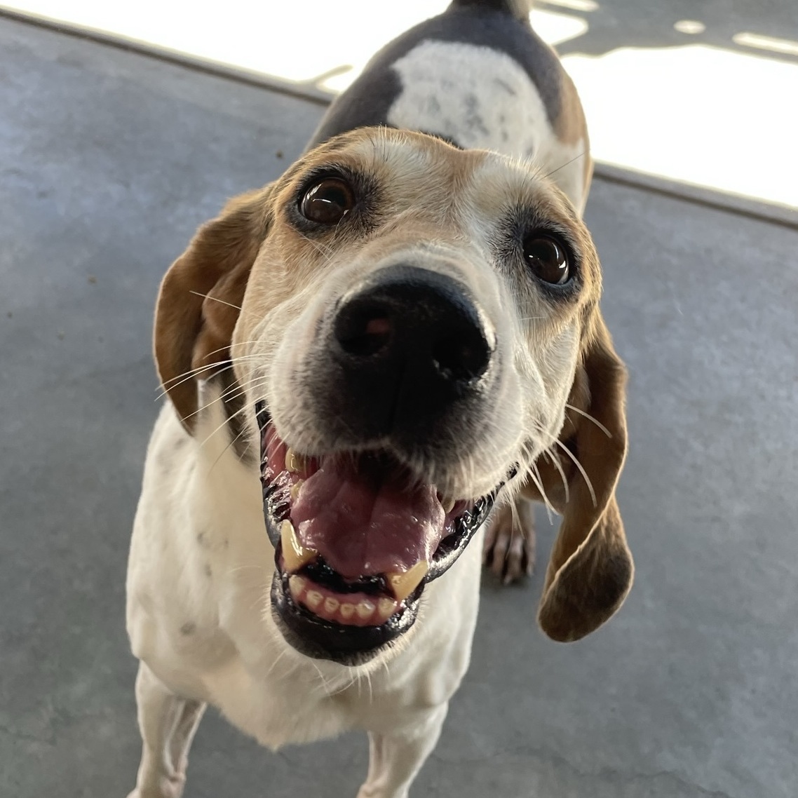 Enlarge Charlie, a Adoptable Treeing Walker Coonhound in Canoga Park, CA image 12/12