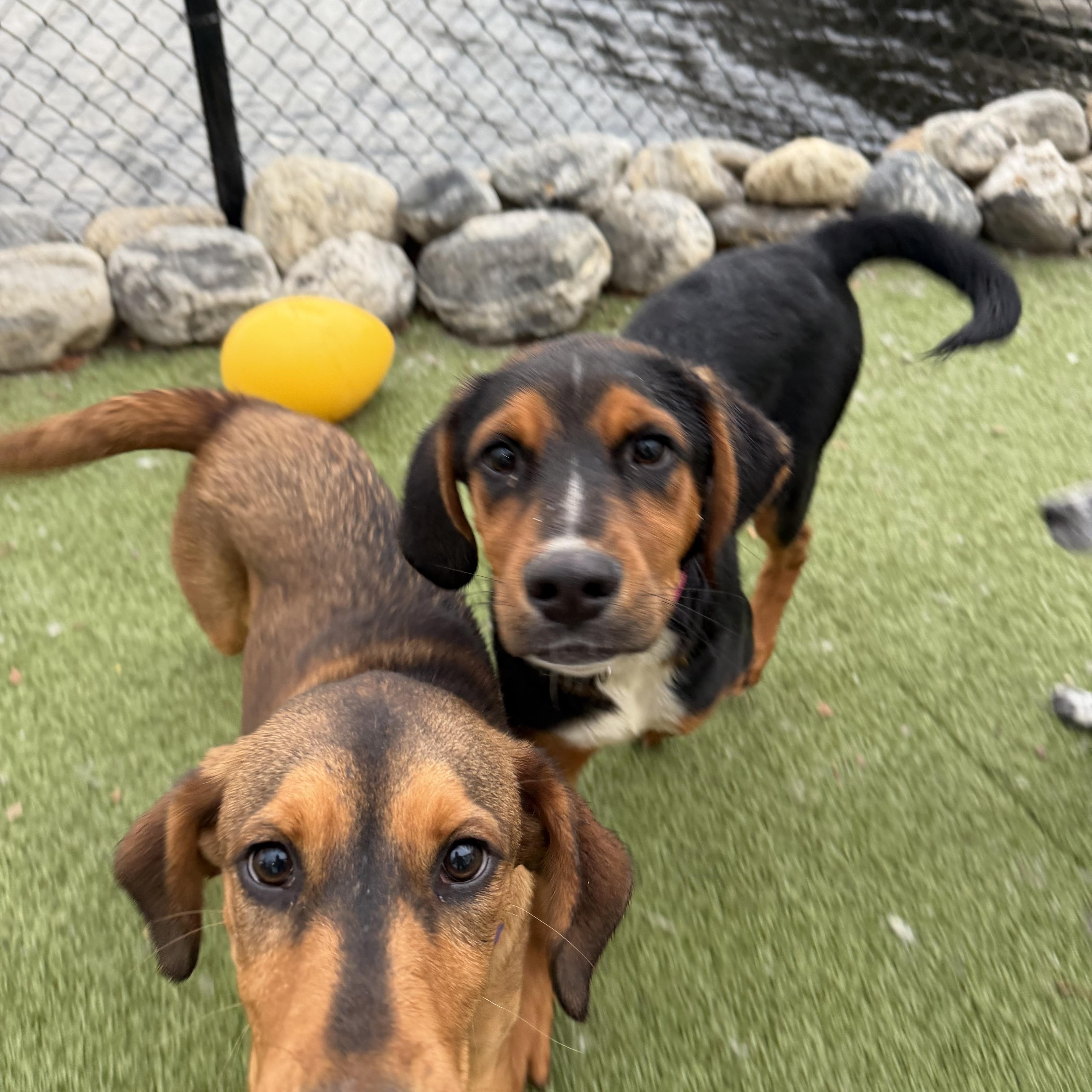 Enlarge INGRID, an adopted mixed breed in Stamford, CT image 4/6