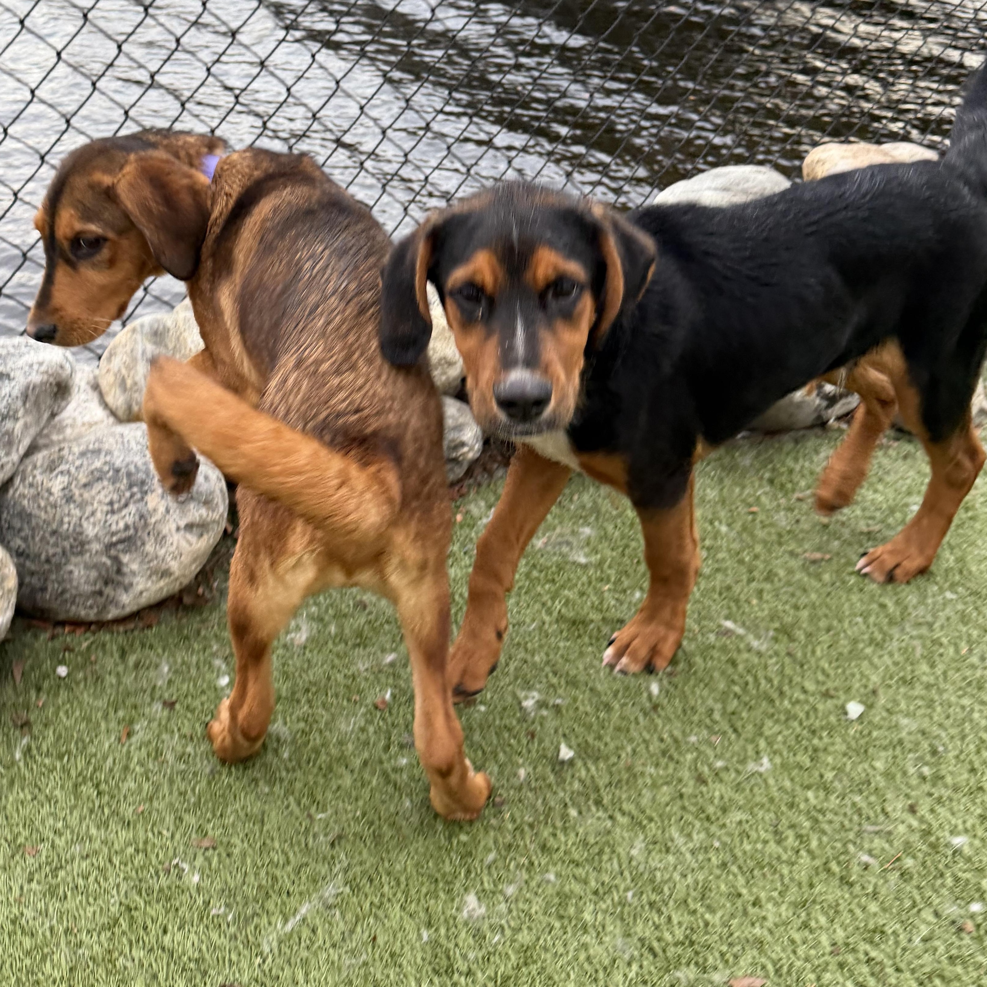 Enlarge INGRID, an adopted mixed breed in Stamford, CT image 5/6