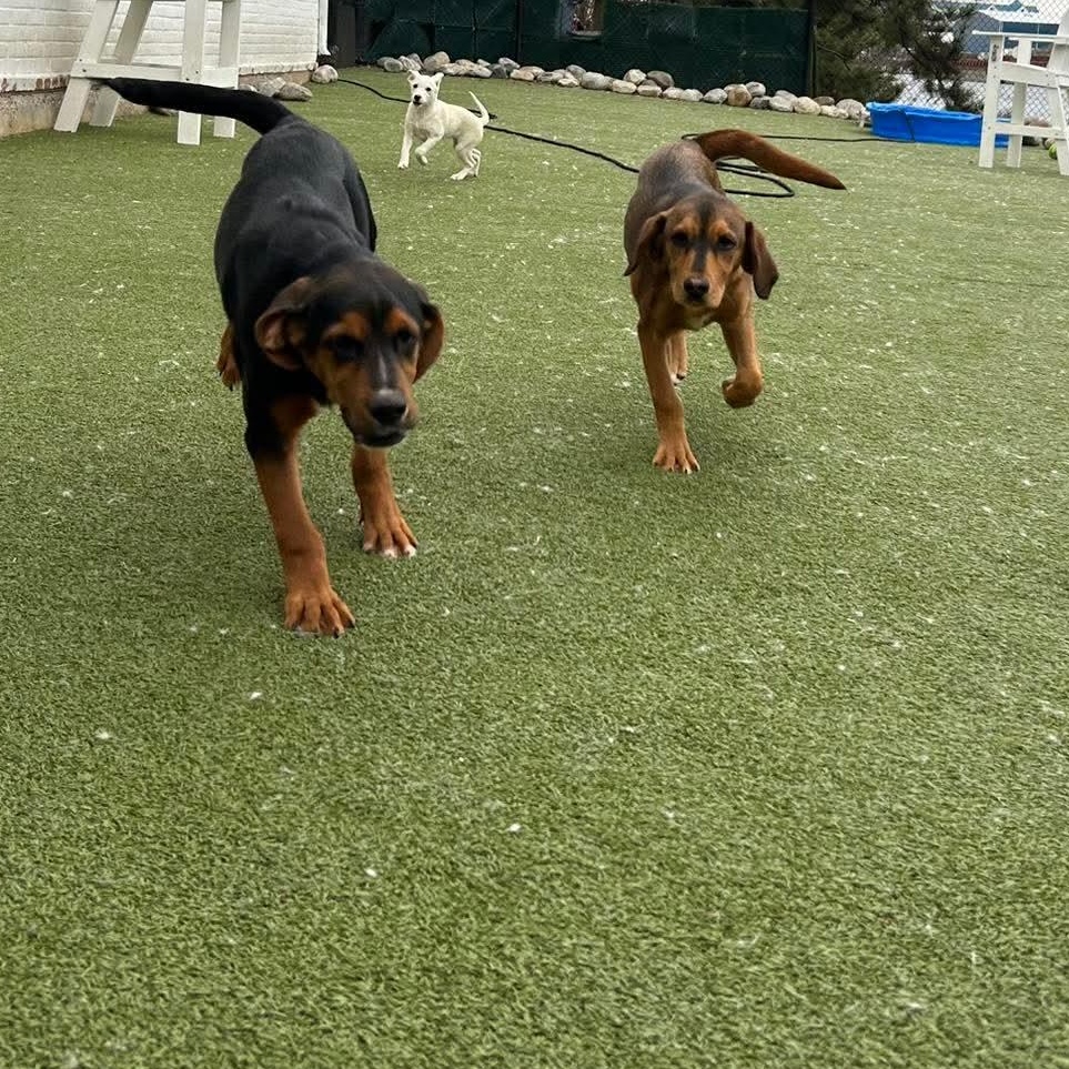 Enlarge INGRID, an adopted mixed breed in Stamford, CT image 3/6