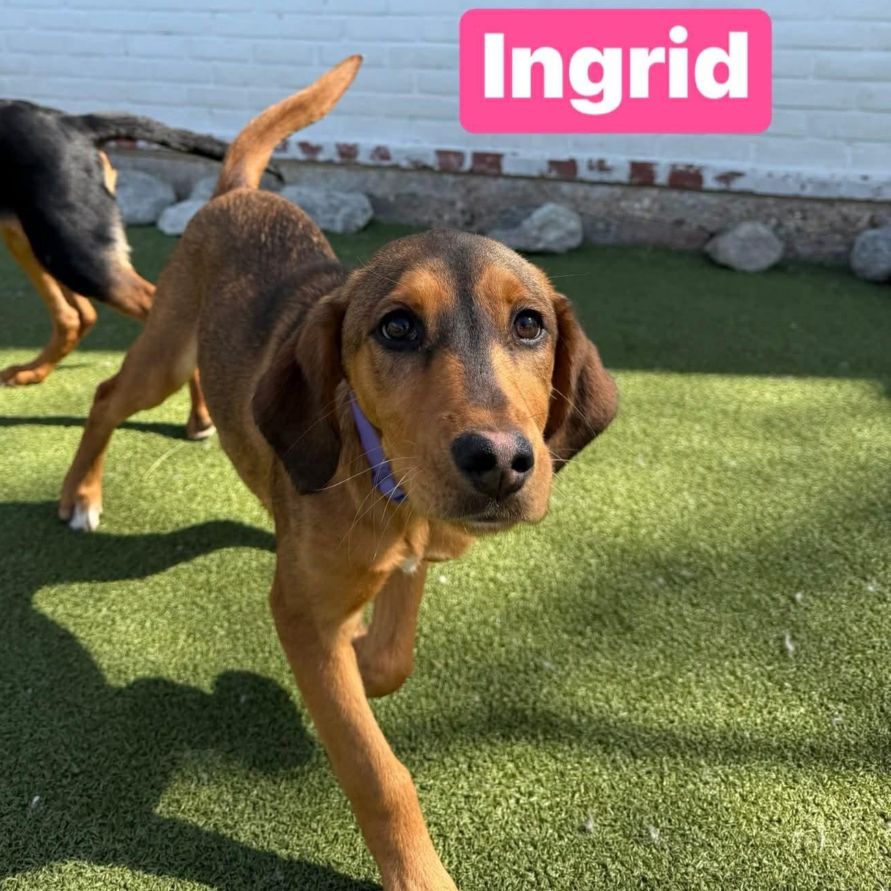INGRID, adopted, Puppy Female Mixed Breed & Australian Cattle Dog / Blue Heeler.