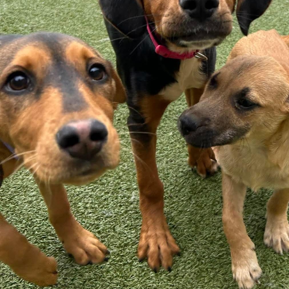 Enlarge INGRID, an adopted mixed breed in Stamford, CT image 6/6