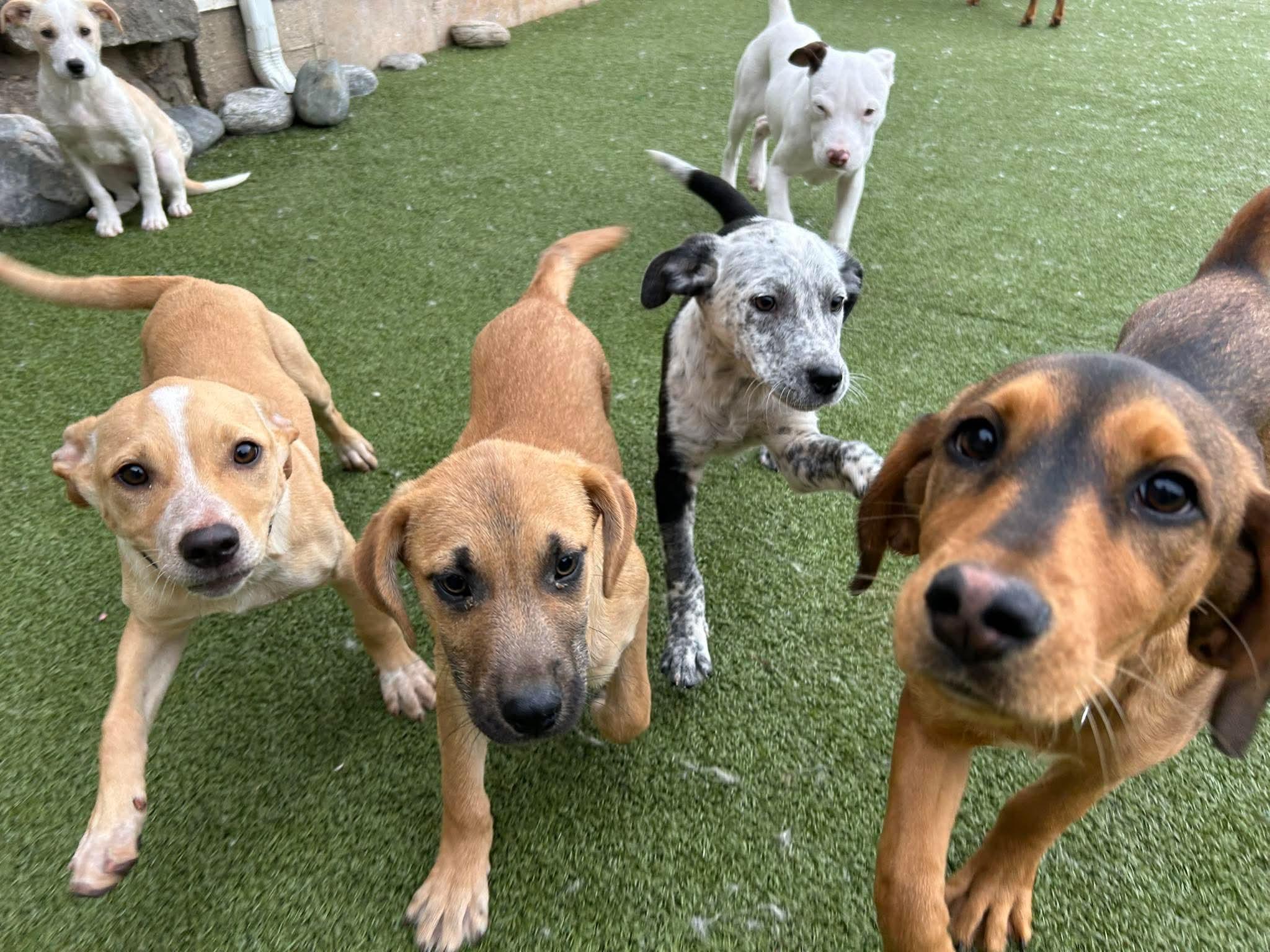 Enlarge INGRID, an adopted mixed breed in Stamford, CT image 2/6