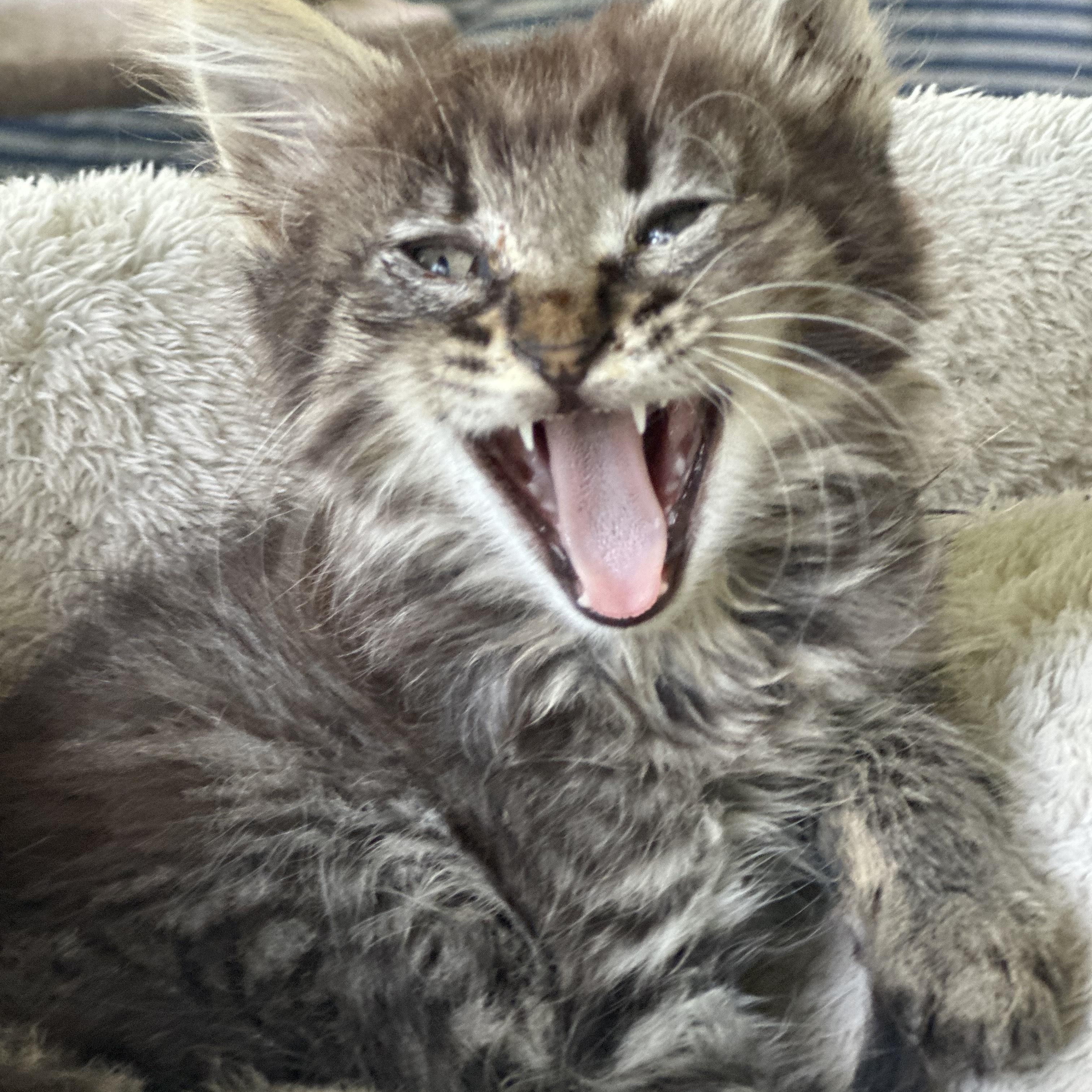 Sterling, Baby Female Tabby