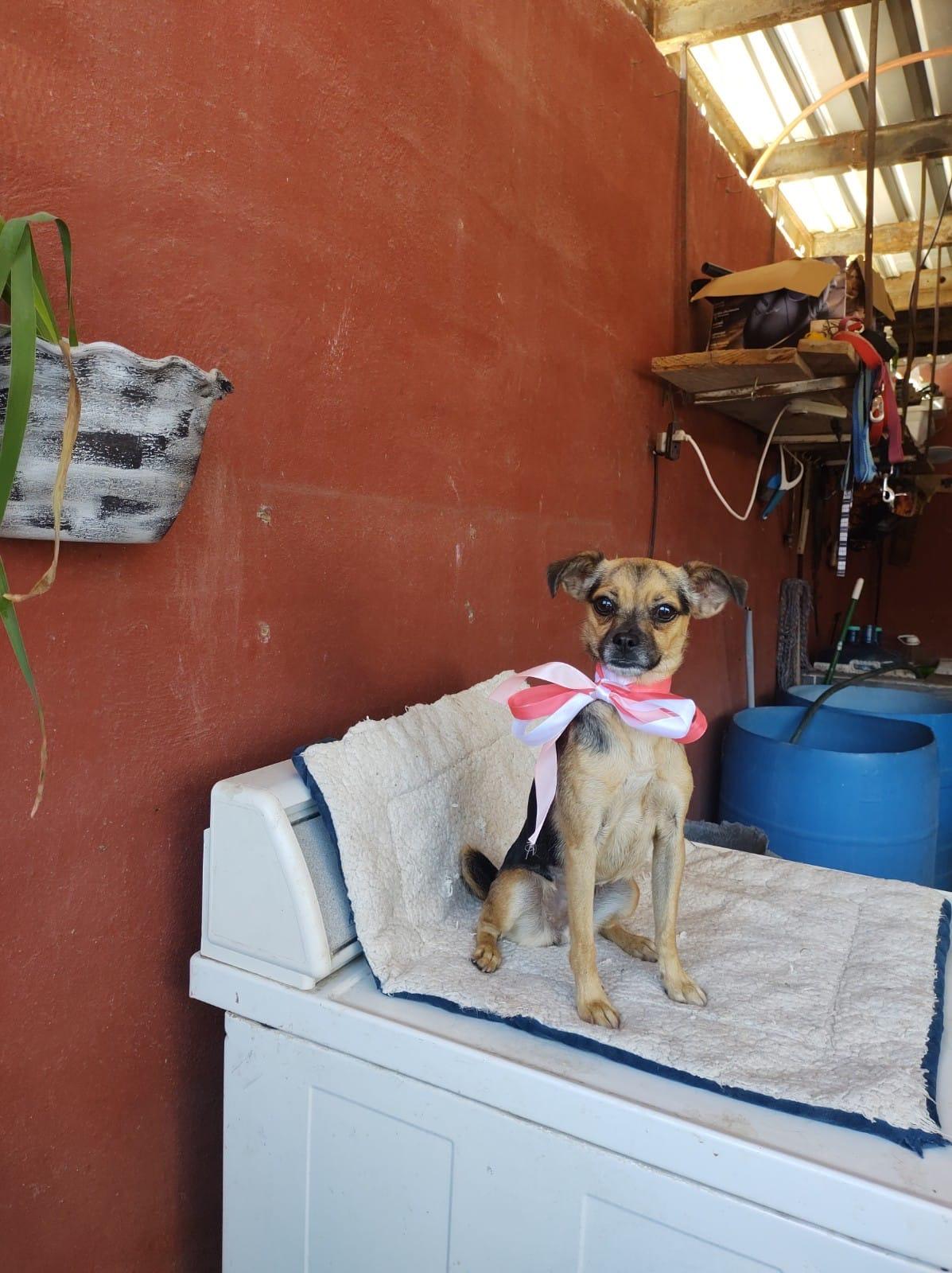 BELA, an adoptable Puggle, Mixed Breed in Nogales, SON, 84093 | Photo Image 1