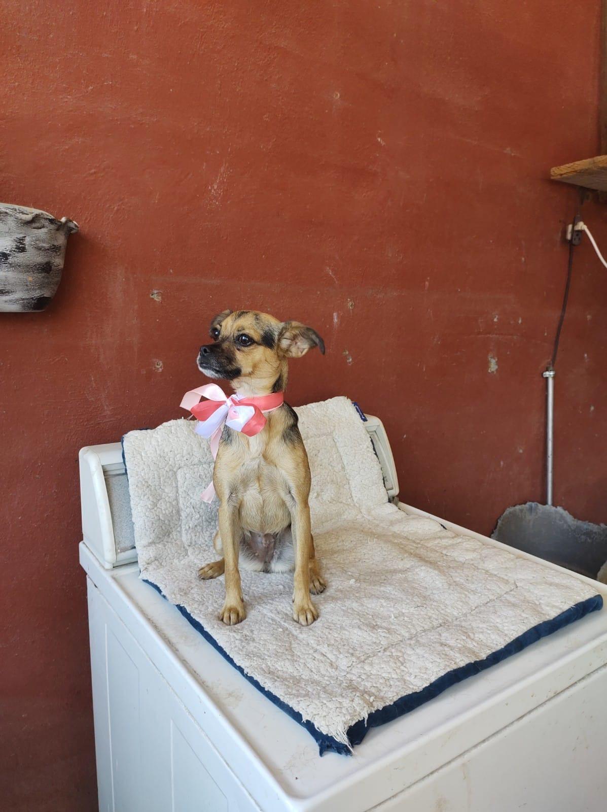 BELA, an adoptable Puggle, Mixed Breed in Nogales, SON, 84093 | Photo Image 4