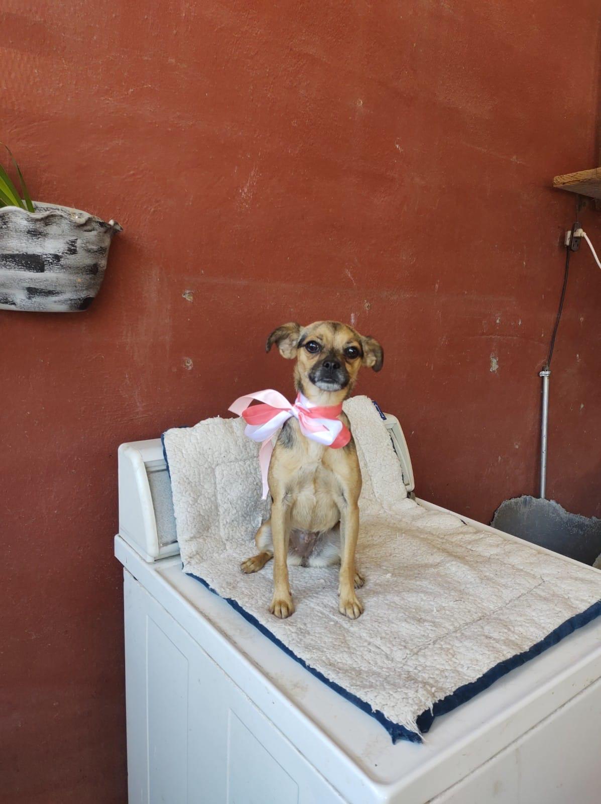 BELA, an adoptable Puggle, Mixed Breed in Nogales, SON, 84093 | Photo Image 3