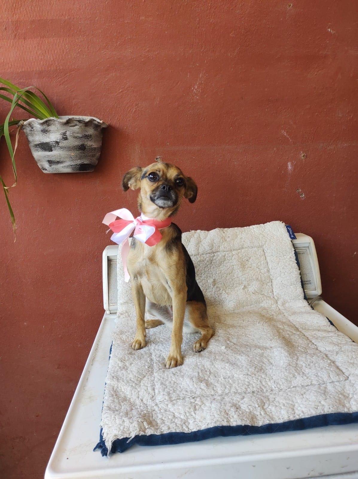 BELA, an adoptable Puggle, Mixed Breed in Nogales, SON, 84093 | Photo Image 6