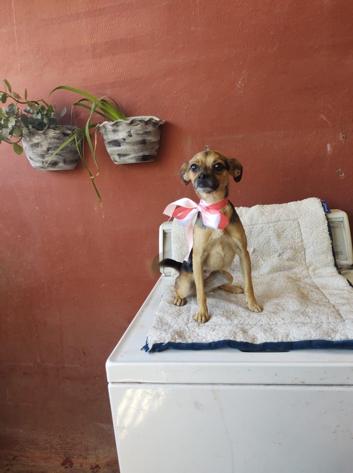 BELA, an adoptable Puggle, Mixed Breed in Nogales, SON, 84093 | Photo Image 2