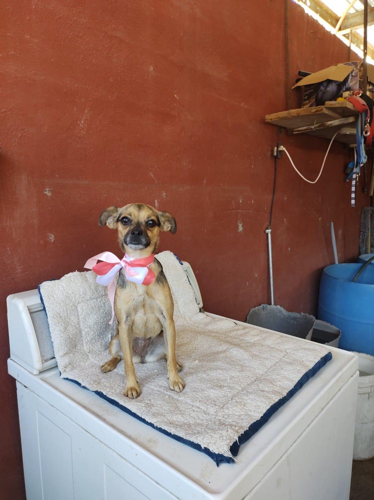 BELA, an adoptable Puggle, Mixed Breed in Nogales, SON, 84093 | Photo Image 5