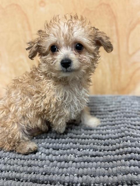 Enlarge Teddy, a ADOPTABLE mixed breed in Cushing, OK image 1/3