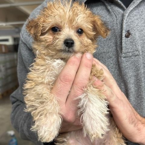 Enlarge Teddy, a ADOPTABLE mixed breed in Cushing, OK image 2/3