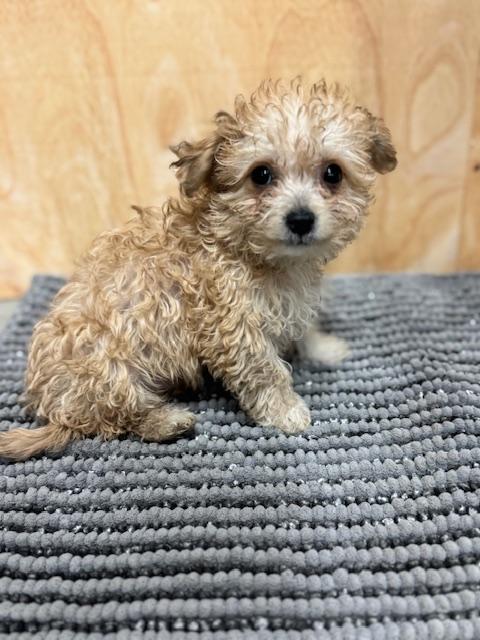 Enlarge Teddy, a ADOPTABLE mixed breed in Cushing, OK image 3/3