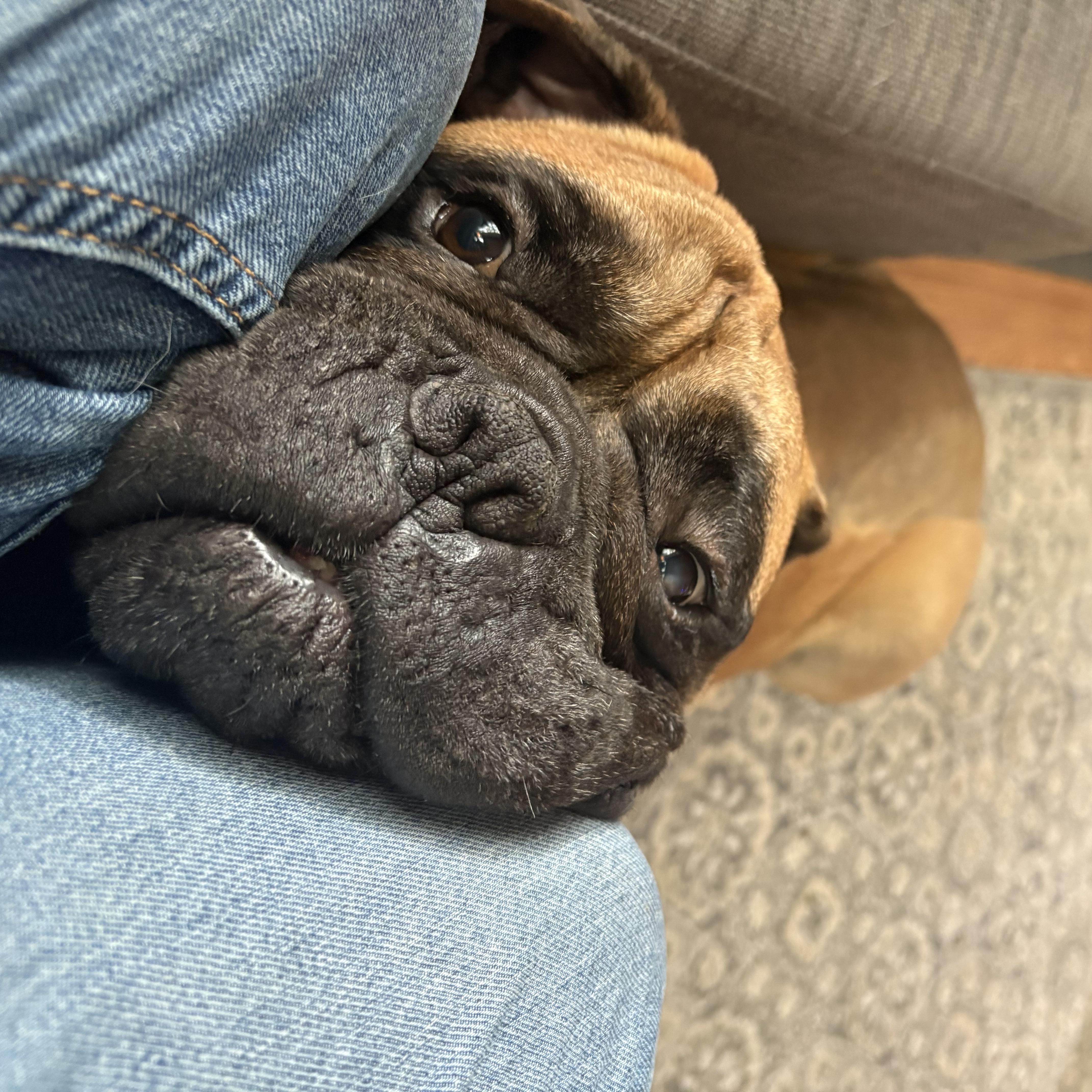 Enlarge Hope, a Adoptable Bullmastiff in Cranford, NJ image 5/5