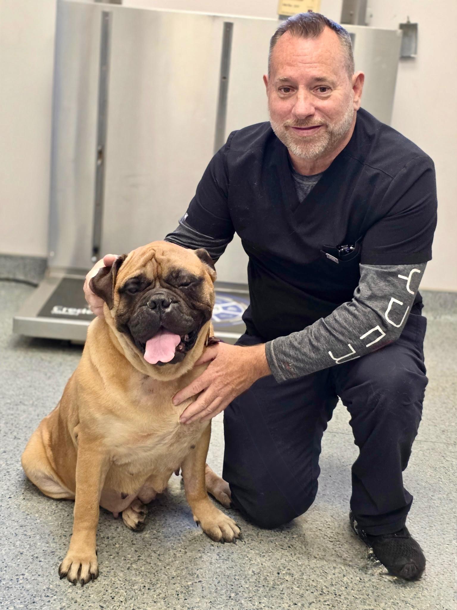 Enlarge Hope, a Adoptable Bullmastiff in Cranford, NJ image 4/5