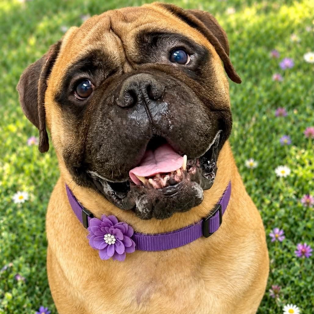 Hope, Adoptable, Senior Female Bullmastiff.