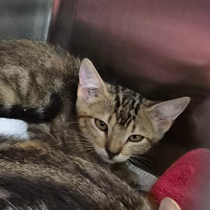 Enlarge Pop, a Adoptable Domestic Short Hair in Morristown, NJ image 1/1