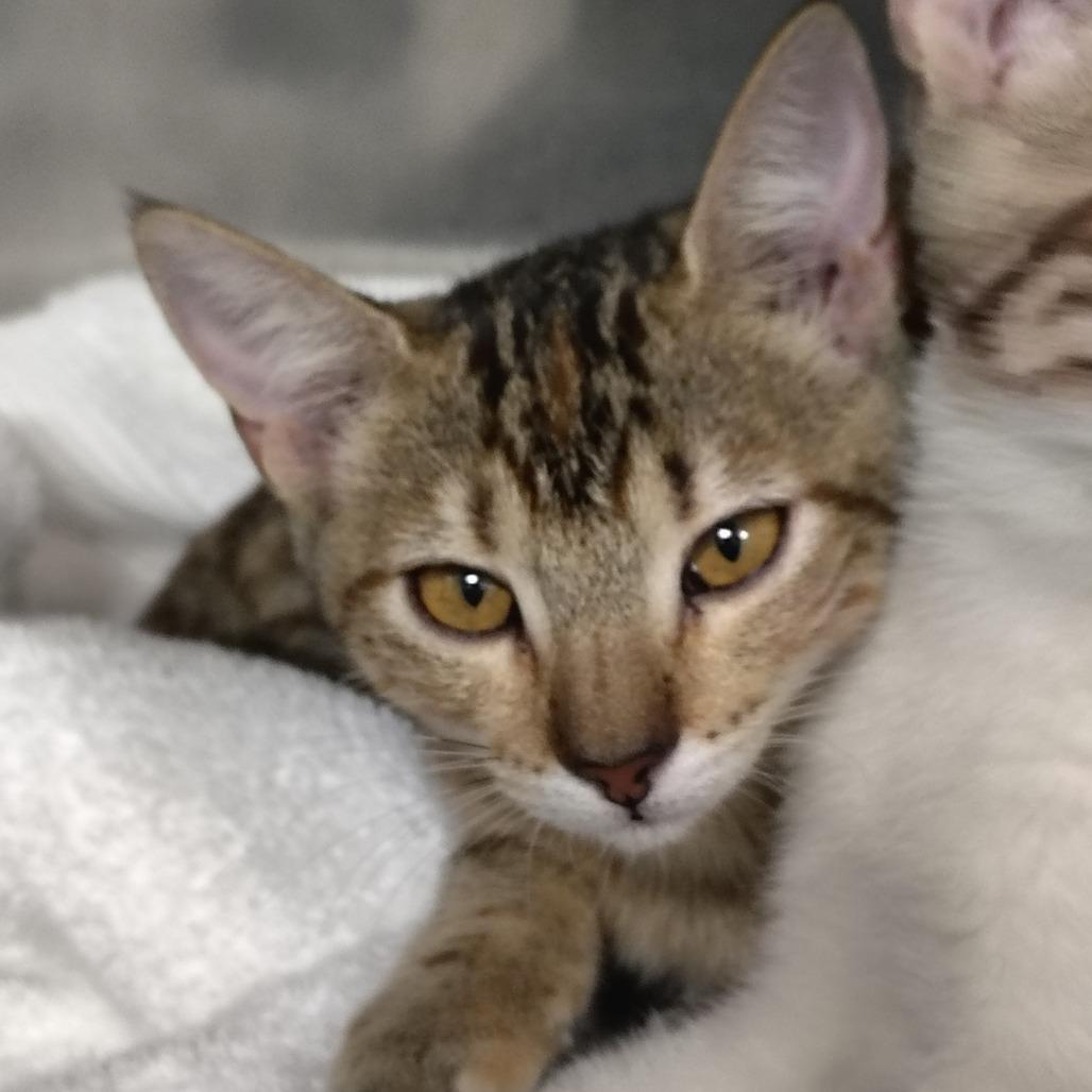 Enlarge Pop, a Adoptable Domestic Short Hair in Morristown, NJ image 2/2