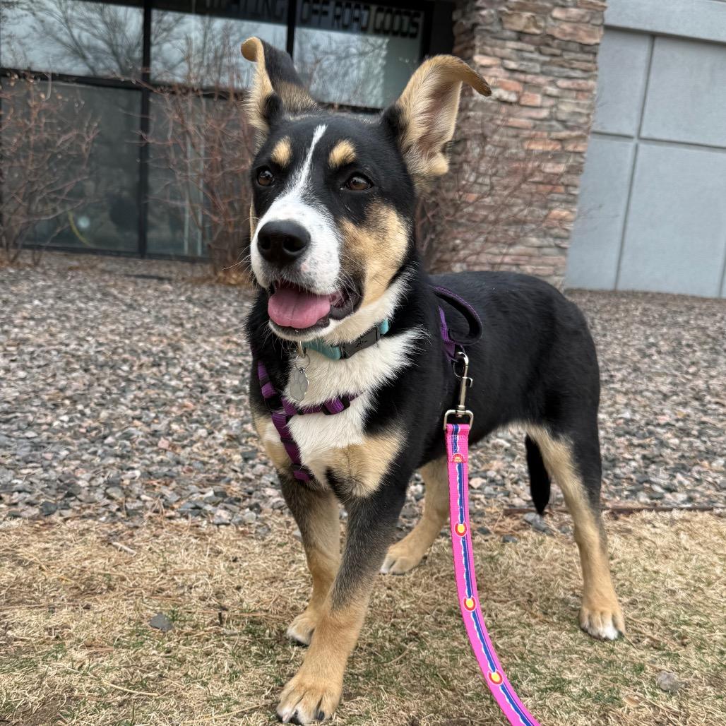 Enlarge 361 (2026) Venus, a Adoptable mixed breed in Parker, CO image 5/6