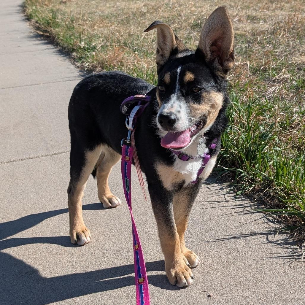 Enlarge 361 (2026) Venus, a Adoptable mixed breed in Parker, CO image 1/6