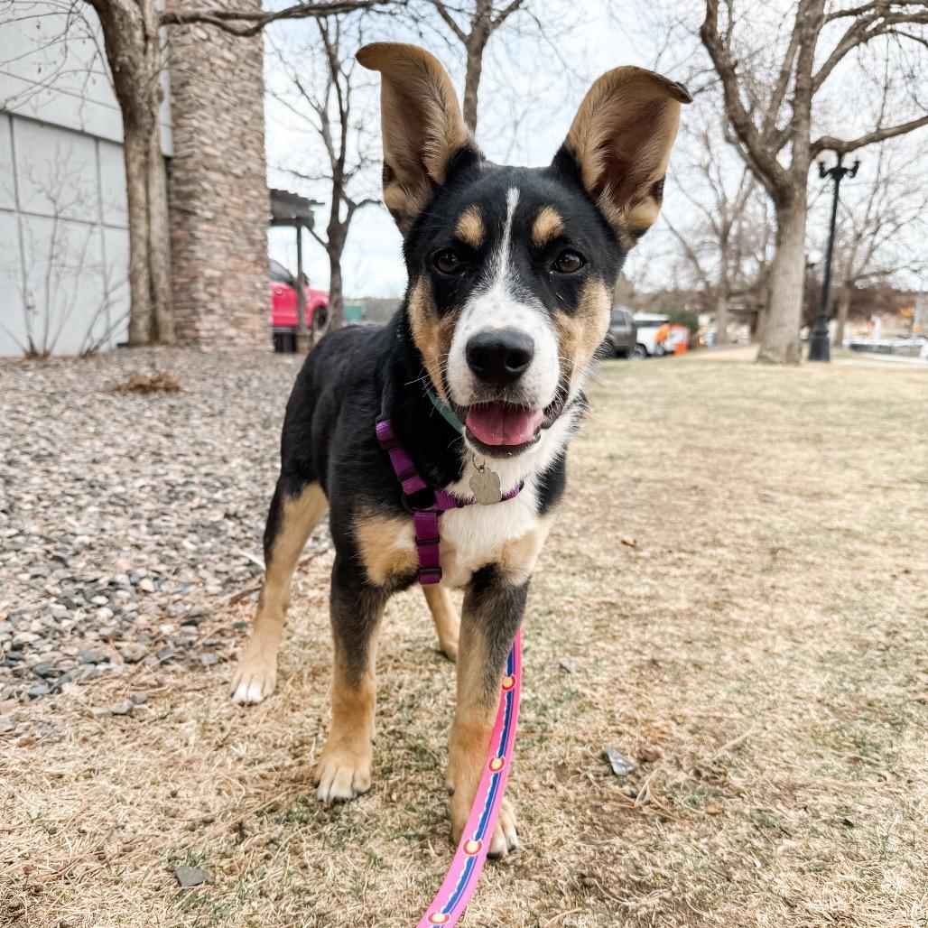Enlarge 361 (2026) Venus, a Adoptable mixed breed in Parker, CO image 6/6