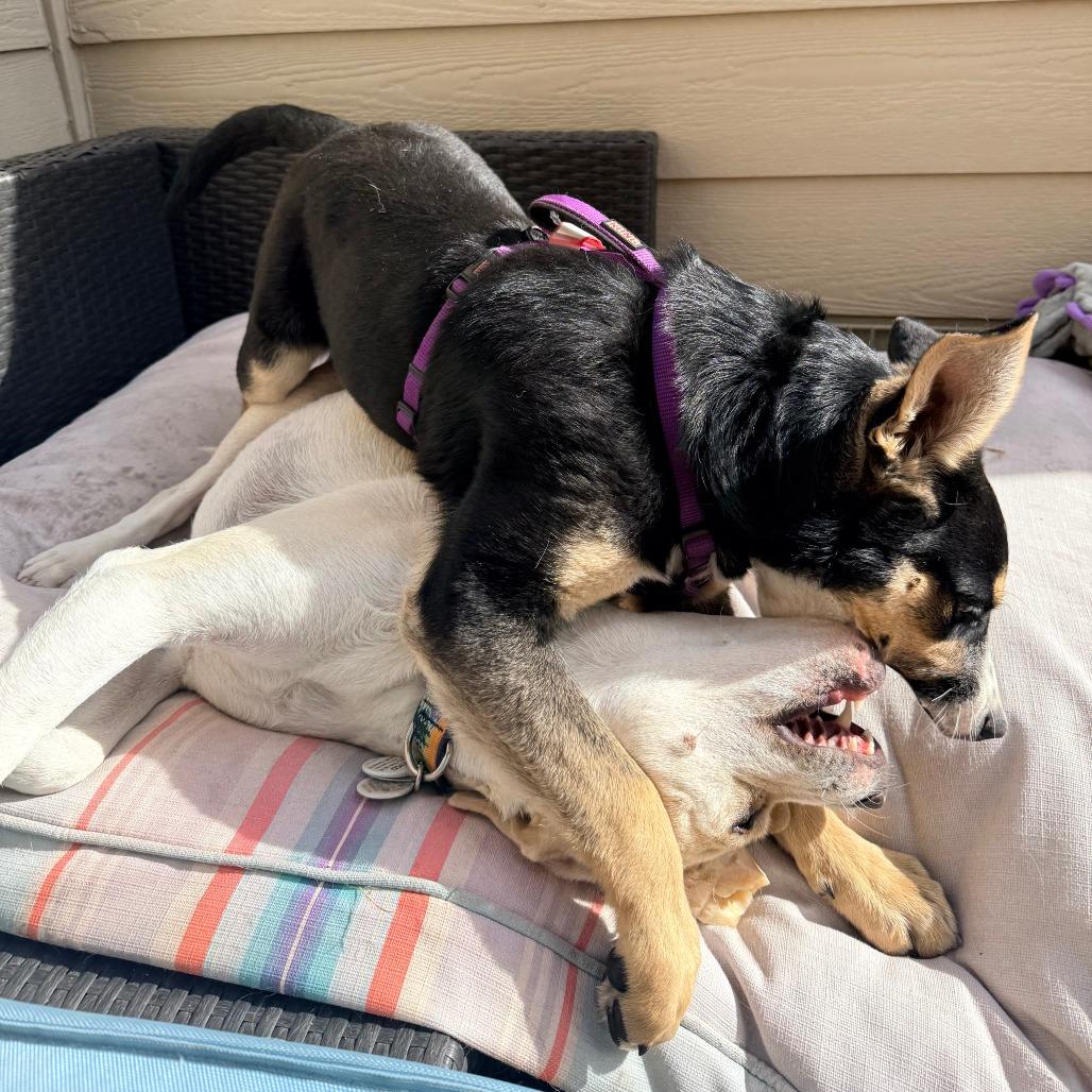 Enlarge 361 (2026) Venus, a Adoptable mixed breed in Parker, CO image 3/6