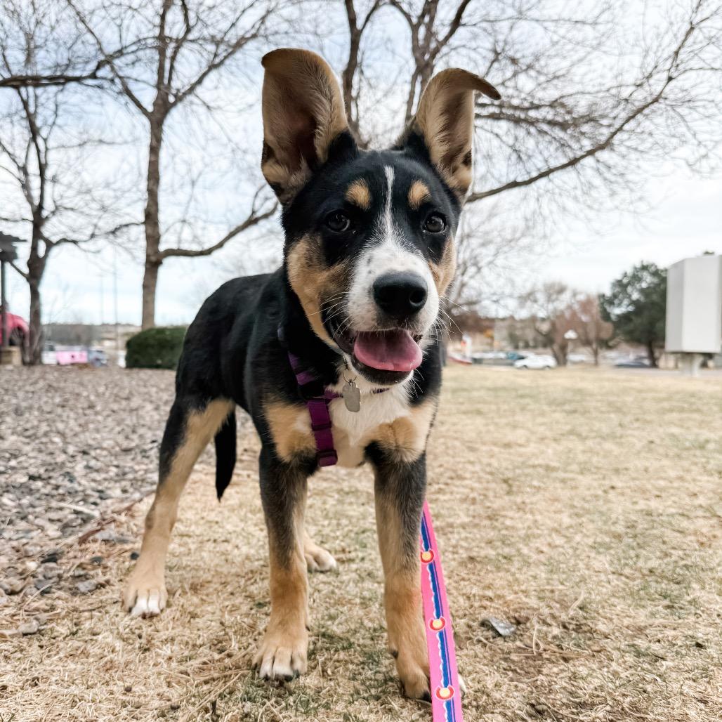 Enlarge 361 (2026) Venus, a Adoptable mixed breed in Parker, CO image 4/6
