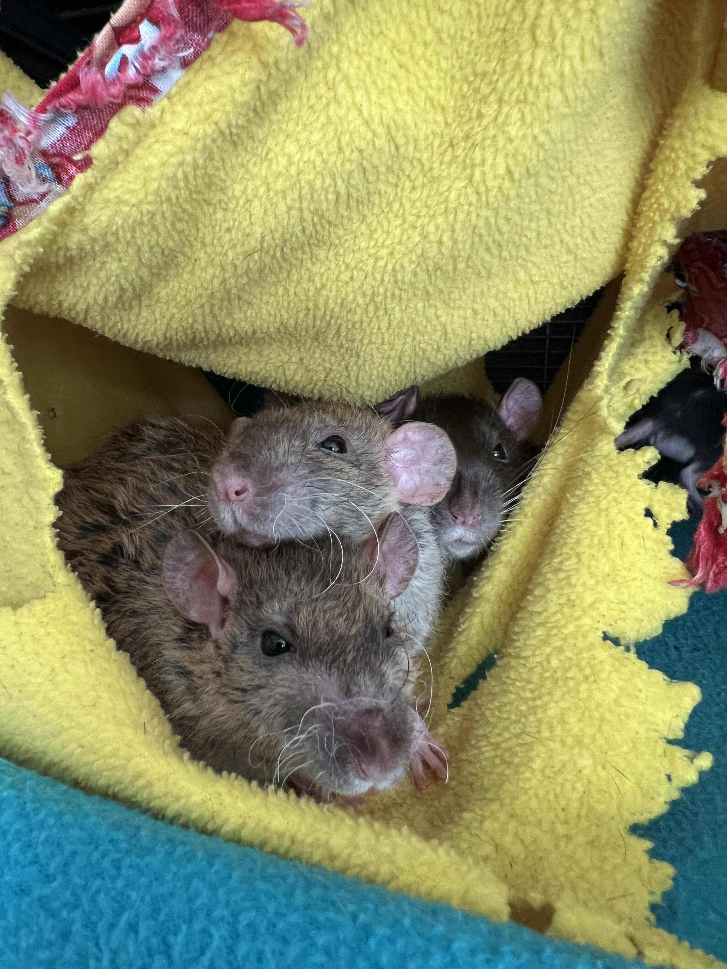 Destiny Boys, ADOPTABLE, Adult Male Rat.