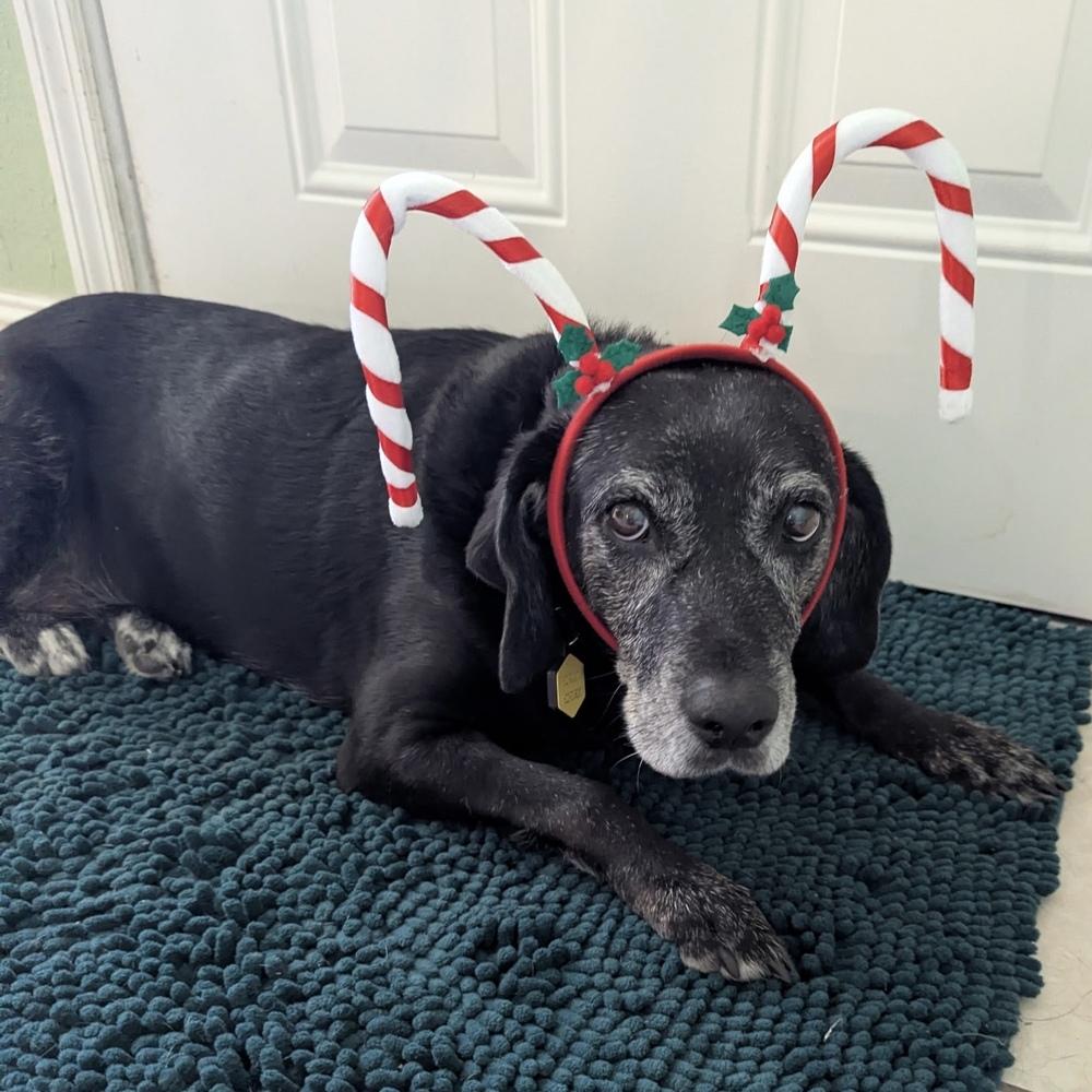 Enlarge Sadie, a Adoptable mixed breed in Melbourne Beach, FL image 1/4