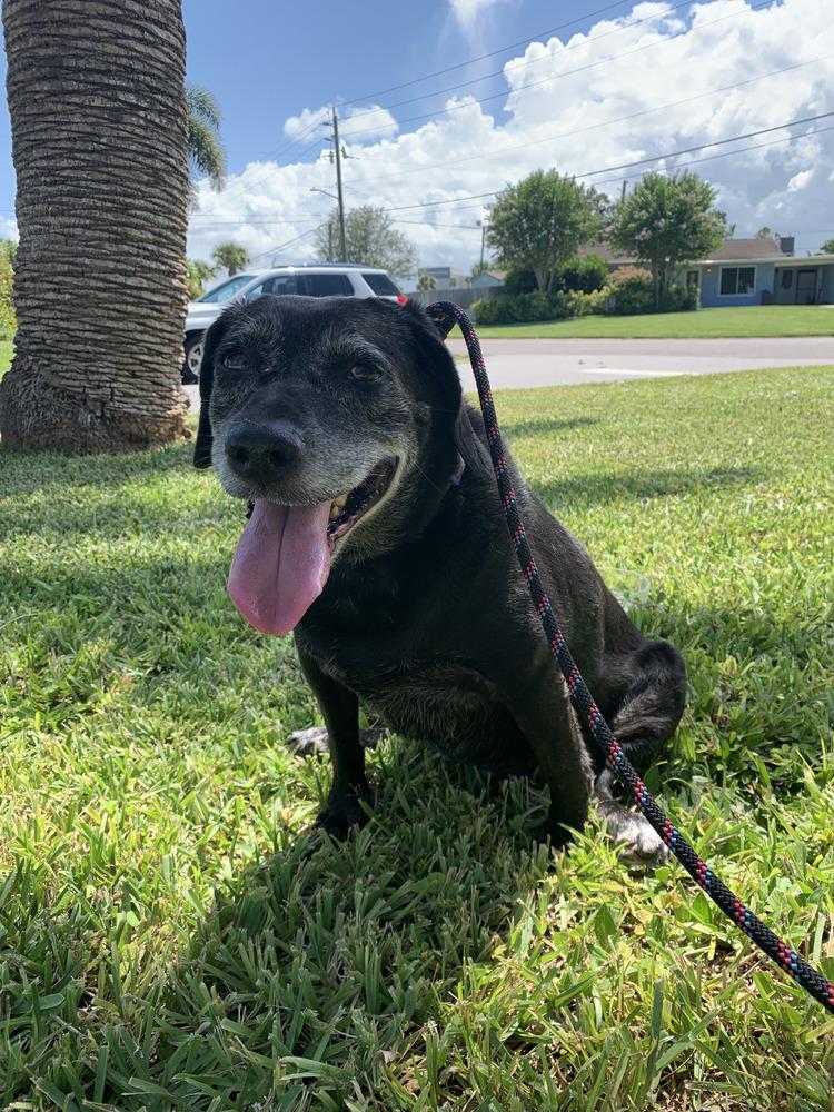 Sadie, a Adoptable mixed breed in Melbourne Beach, FL image 1/3