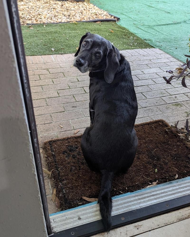 Sadie, a Adoptable mixed breed in Melbourne Beach, FL image 2/3
