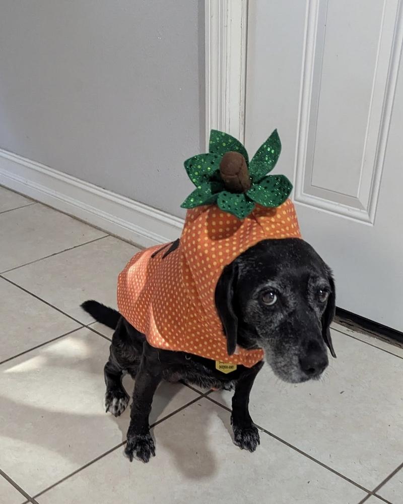 Sadie, a Adoptable mixed breed in Melbourne Beach, FL image 3/3