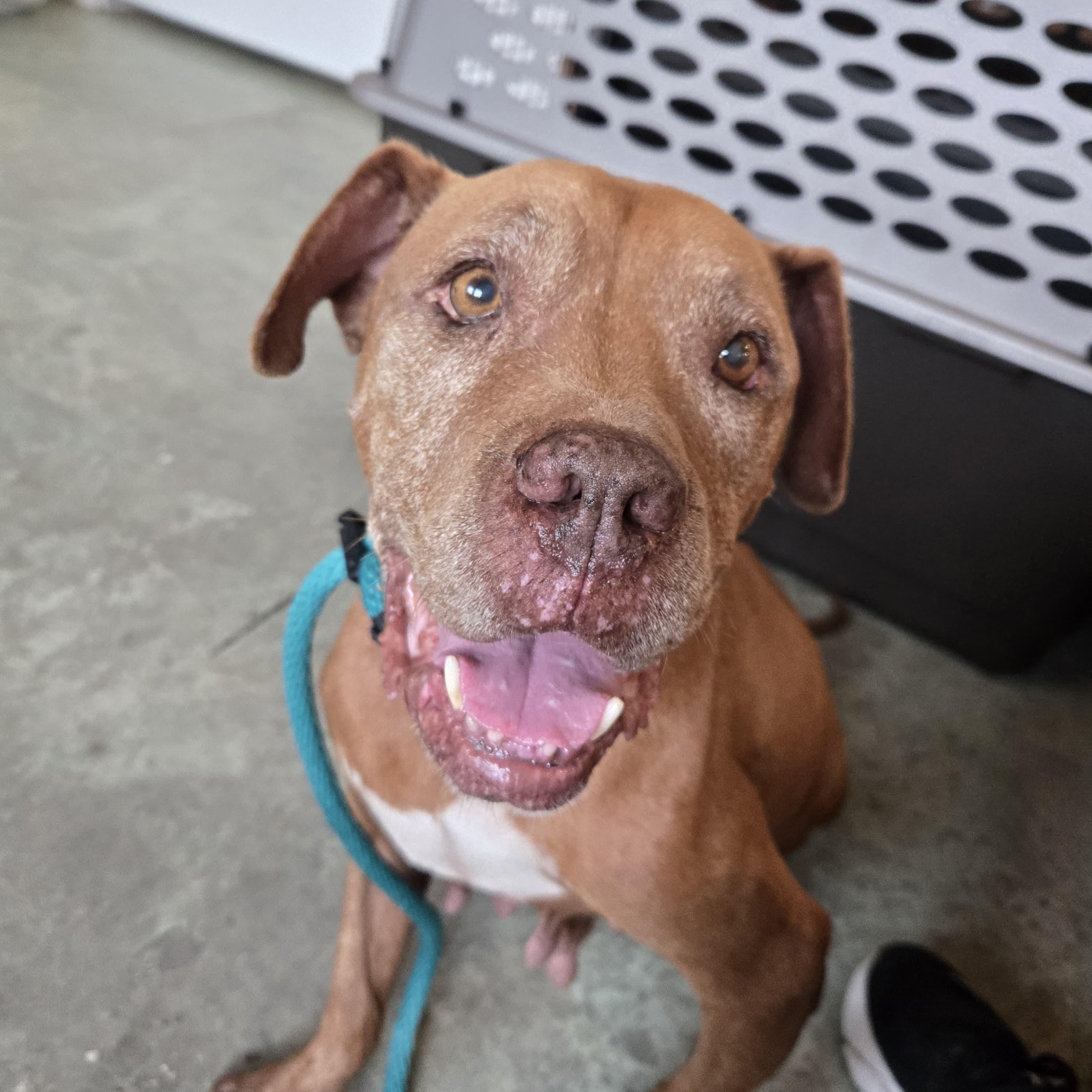 Cider — thumbnail 4