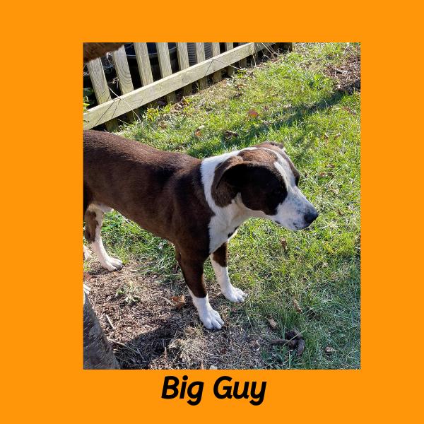 Big Guy