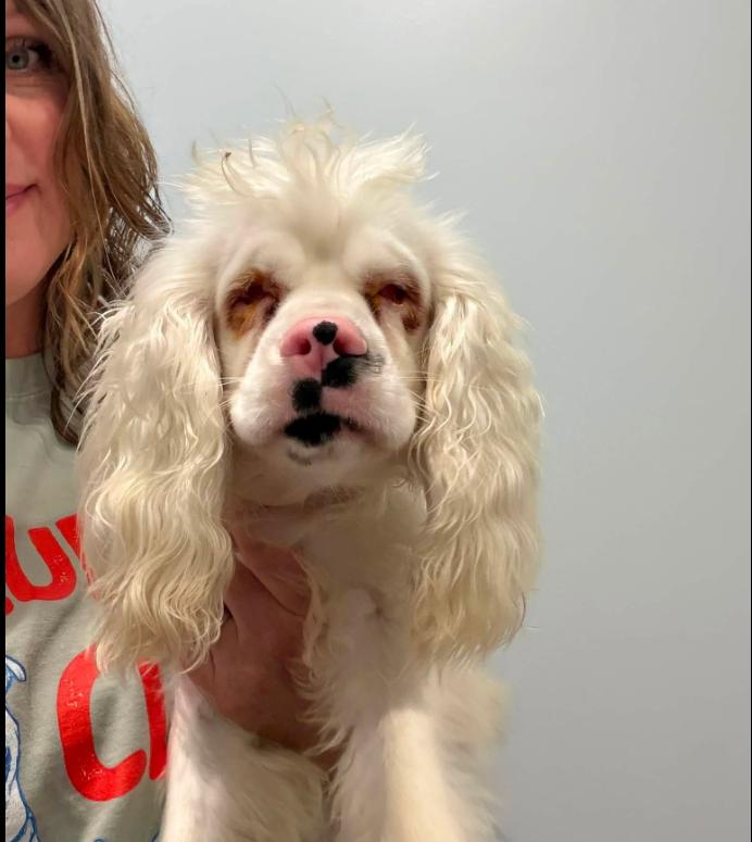 Echo, ADOPTABLE, Adult Female Cocker Spaniel.
