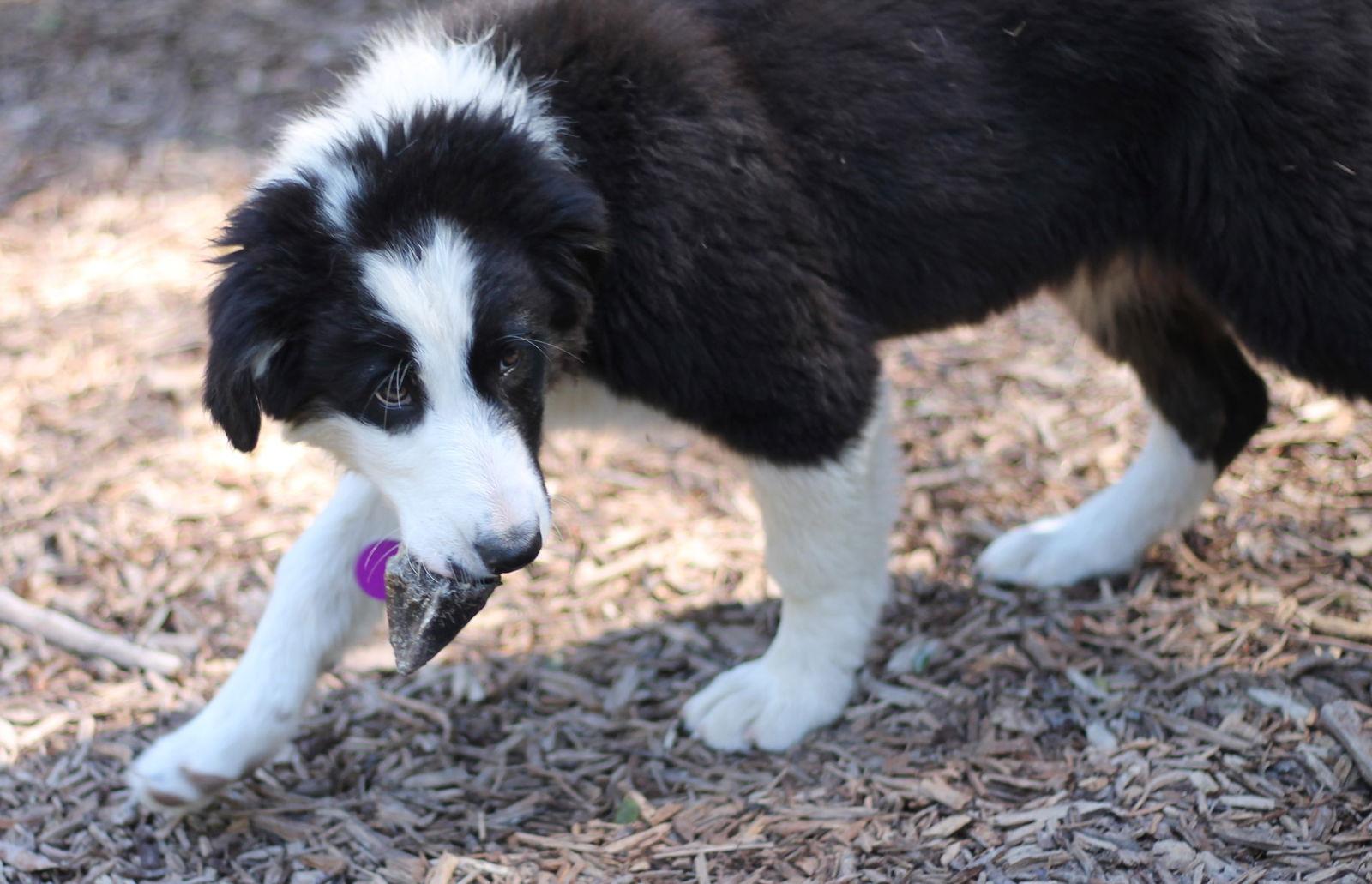 Enlarge Manny, a Adoptable Border Collie in Paso Robles, CA image 1/3