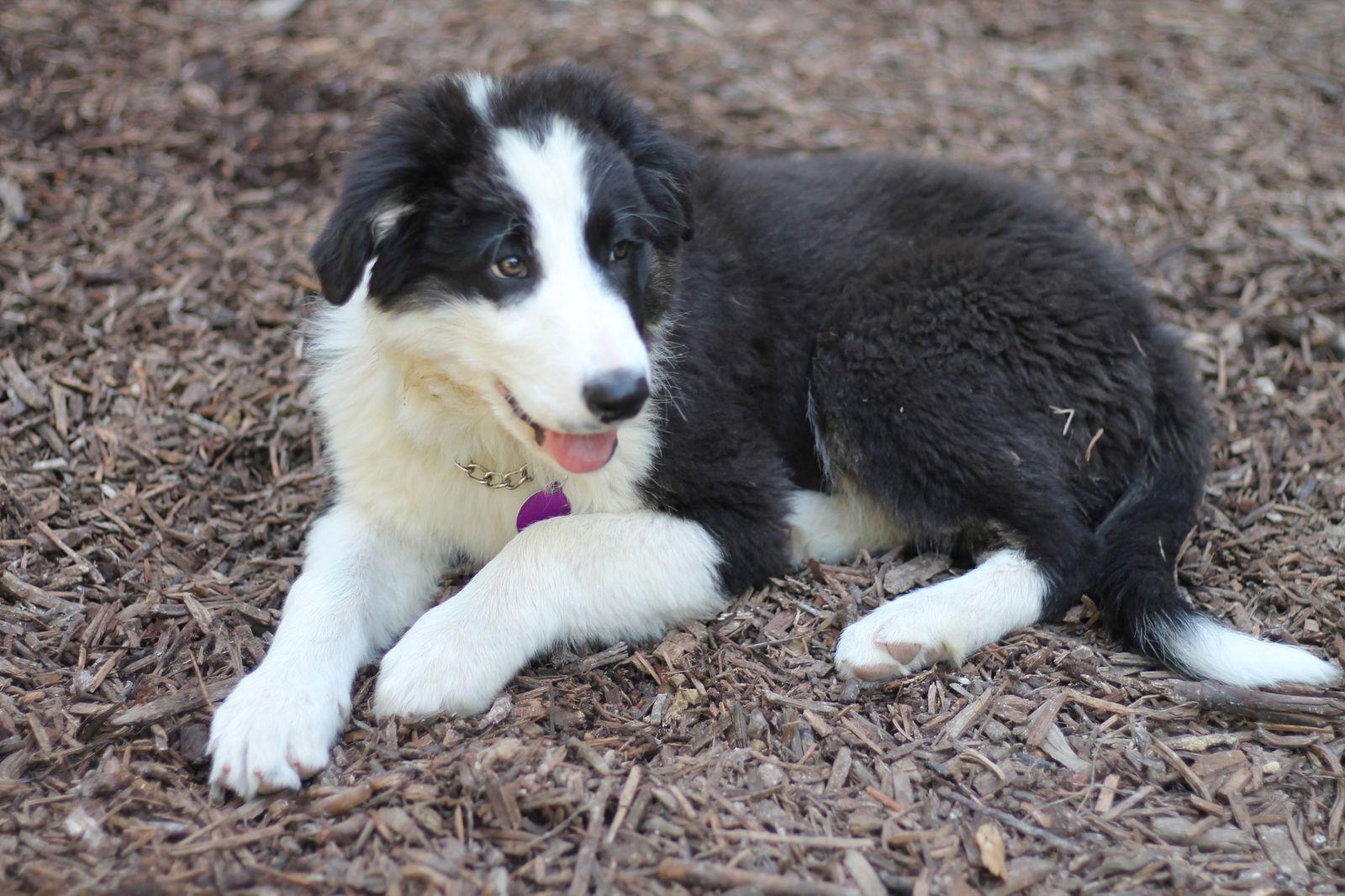 Enlarge Manny, a Adoptable Border Collie in Paso Robles, CA image 2/3