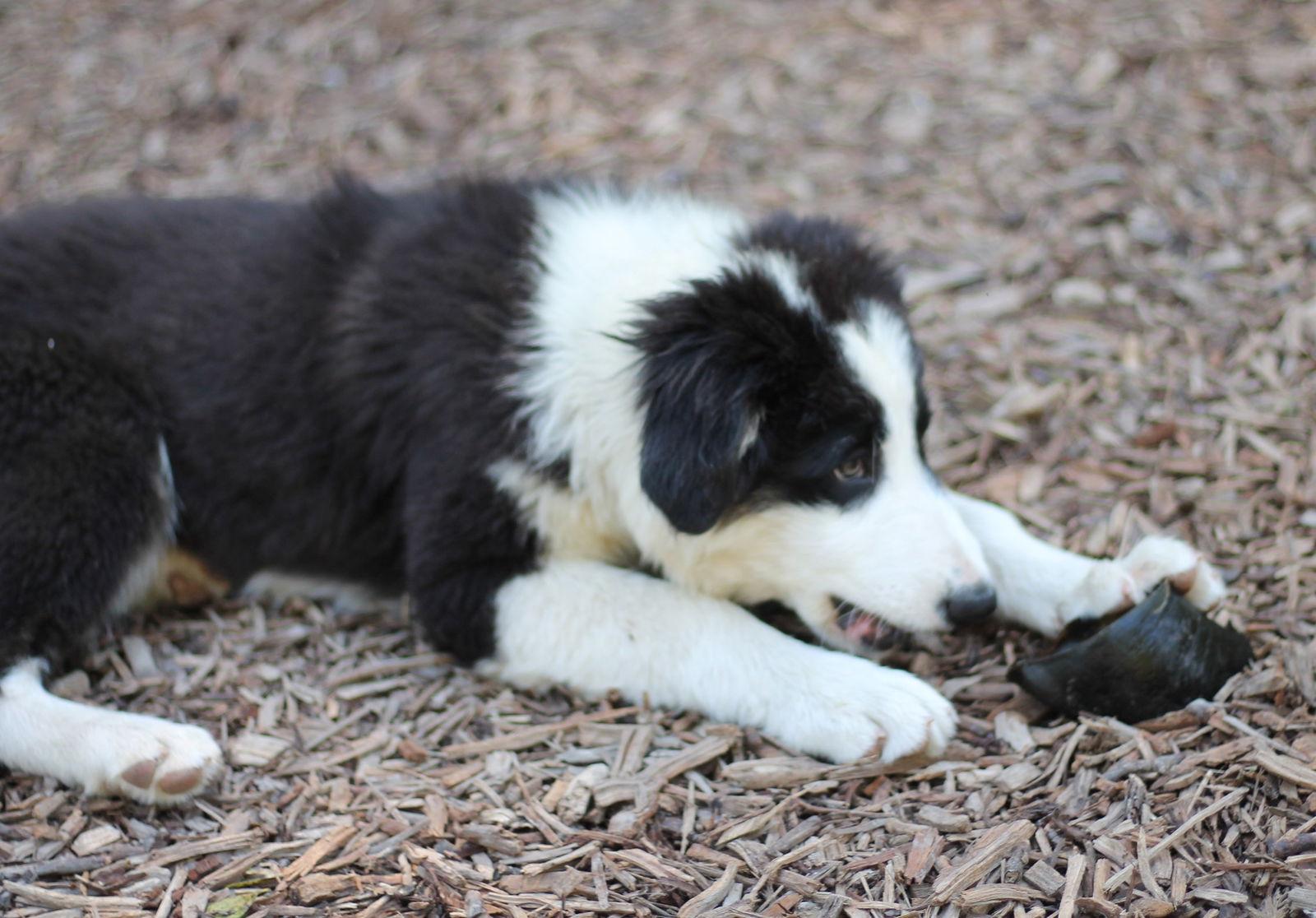 Enlarge Manny, a Adoptable Border Collie in Paso Robles, CA image 3/3