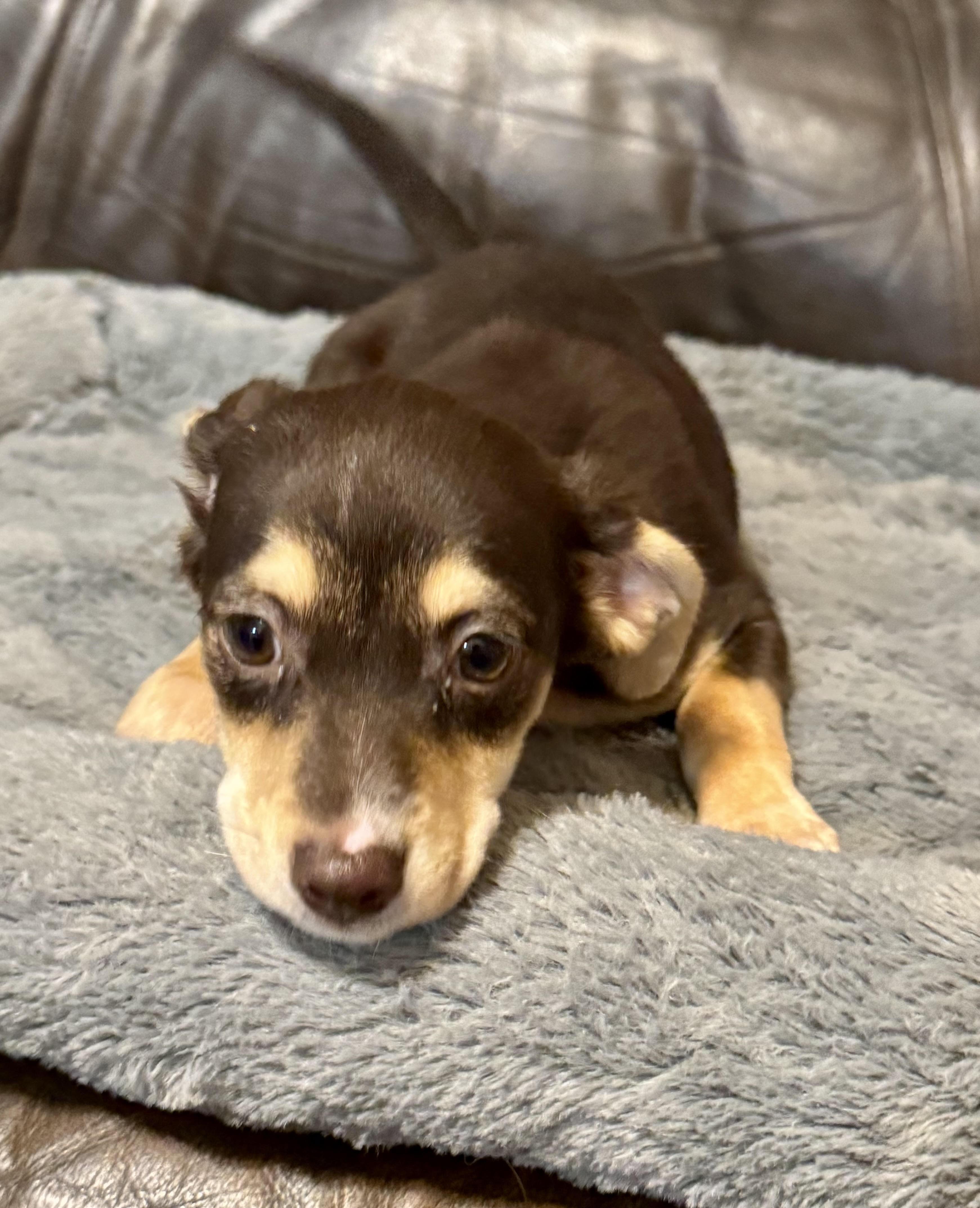 Venus, a ADOPTABLE mixed breed in Maiden, NC image 4/5