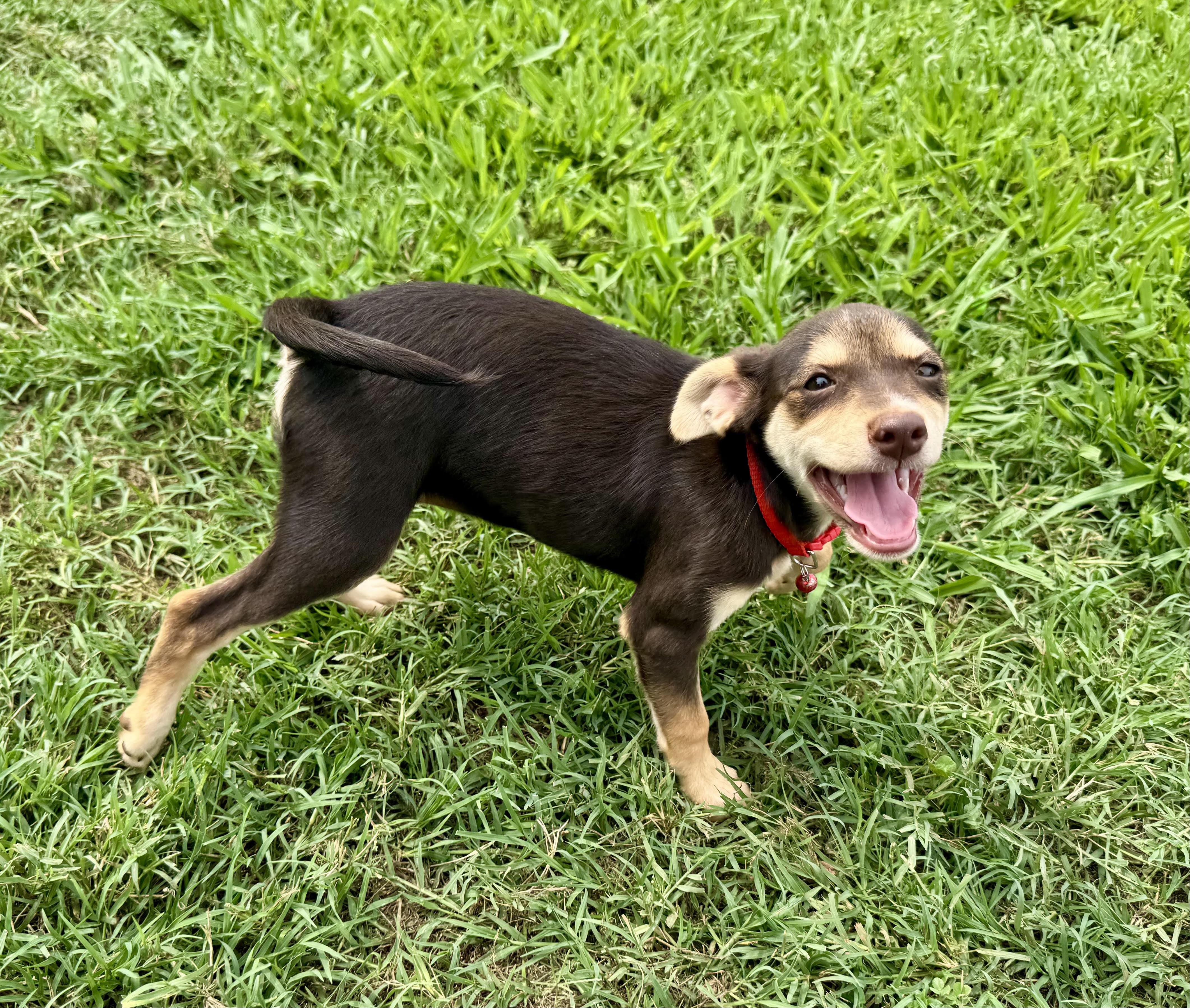 Enlarge Venus, a ADOPTABLE mixed breed in Maiden, NC image 2/6