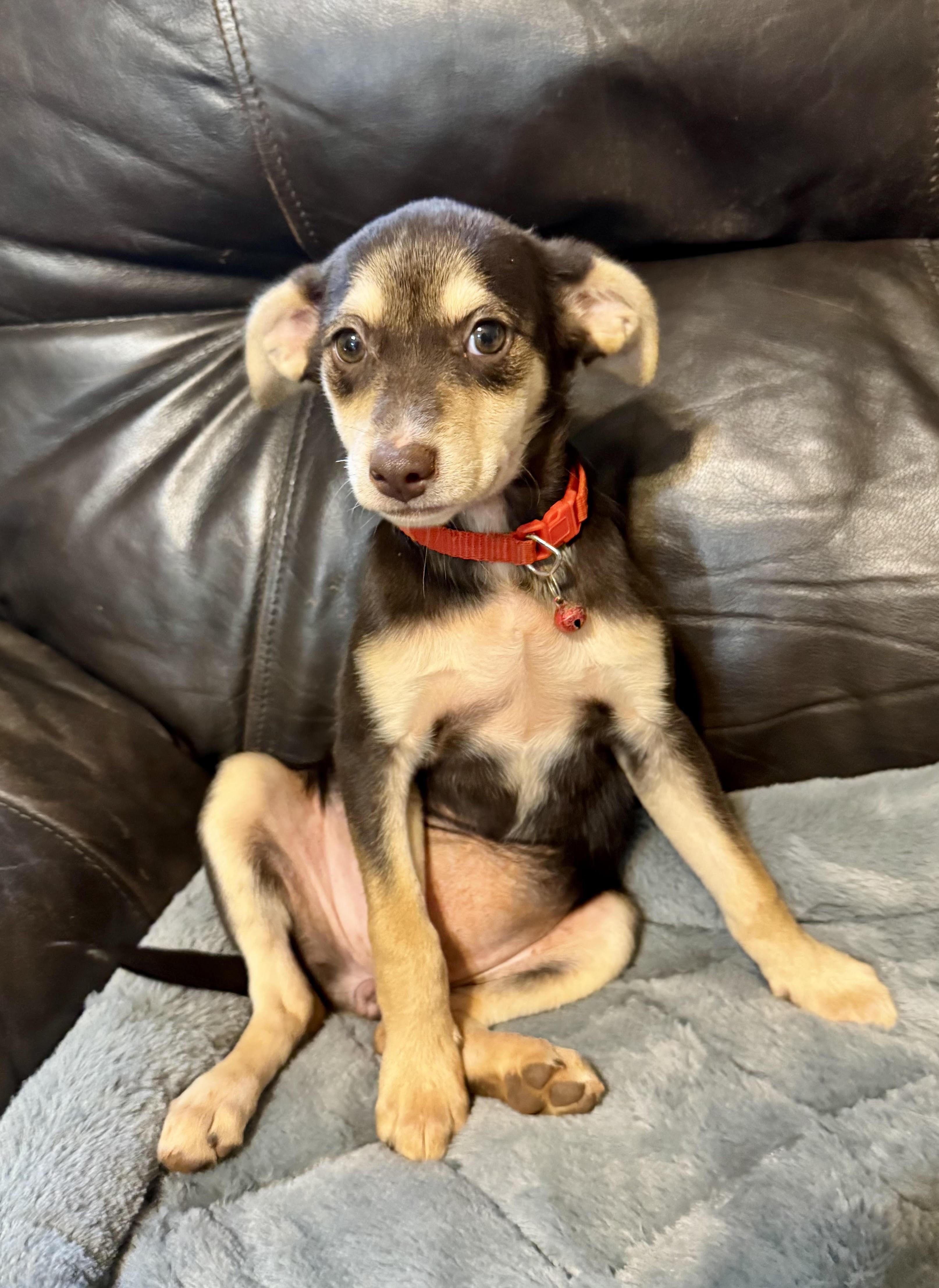 Enlarge Venus, a ADOPTABLE mixed breed in Maiden, NC image 3/6