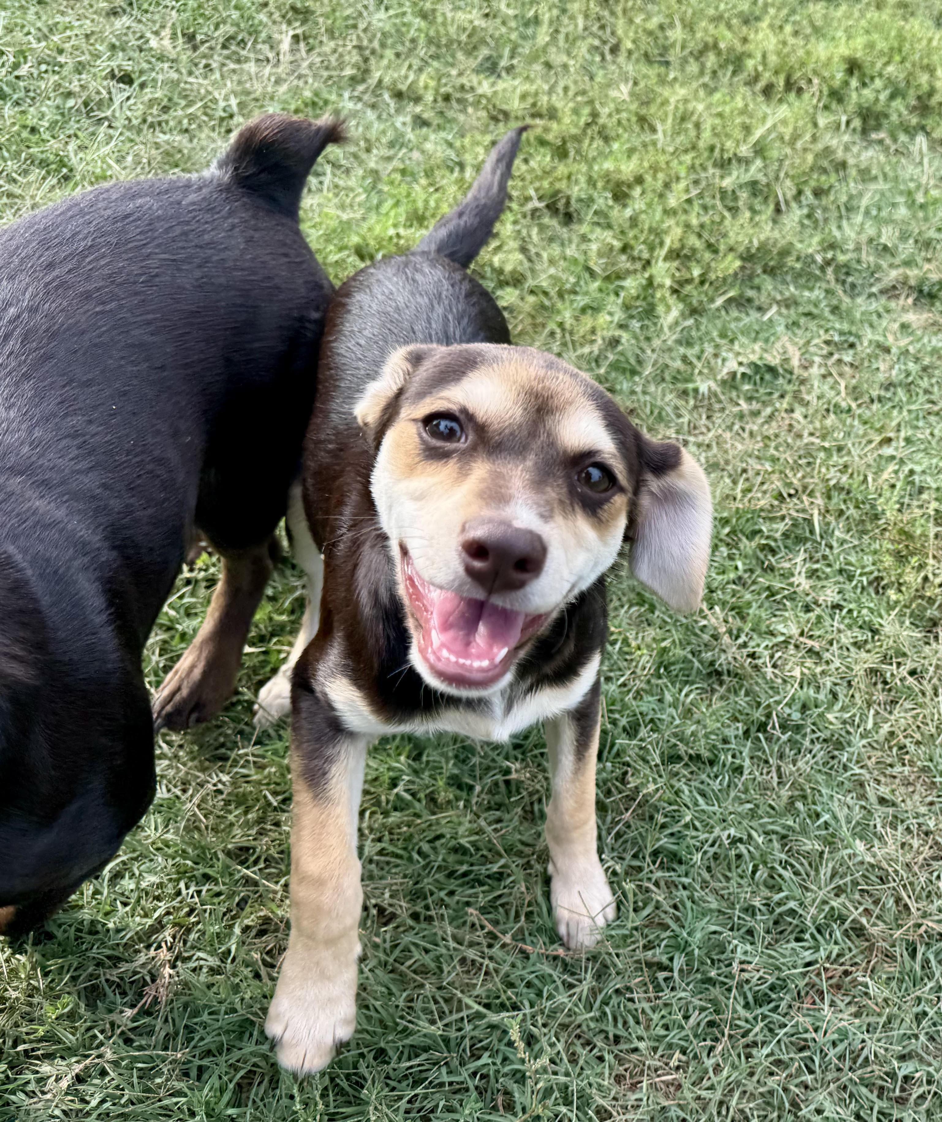 Venus, ADOPTABLE, Puppy Female Terrier.