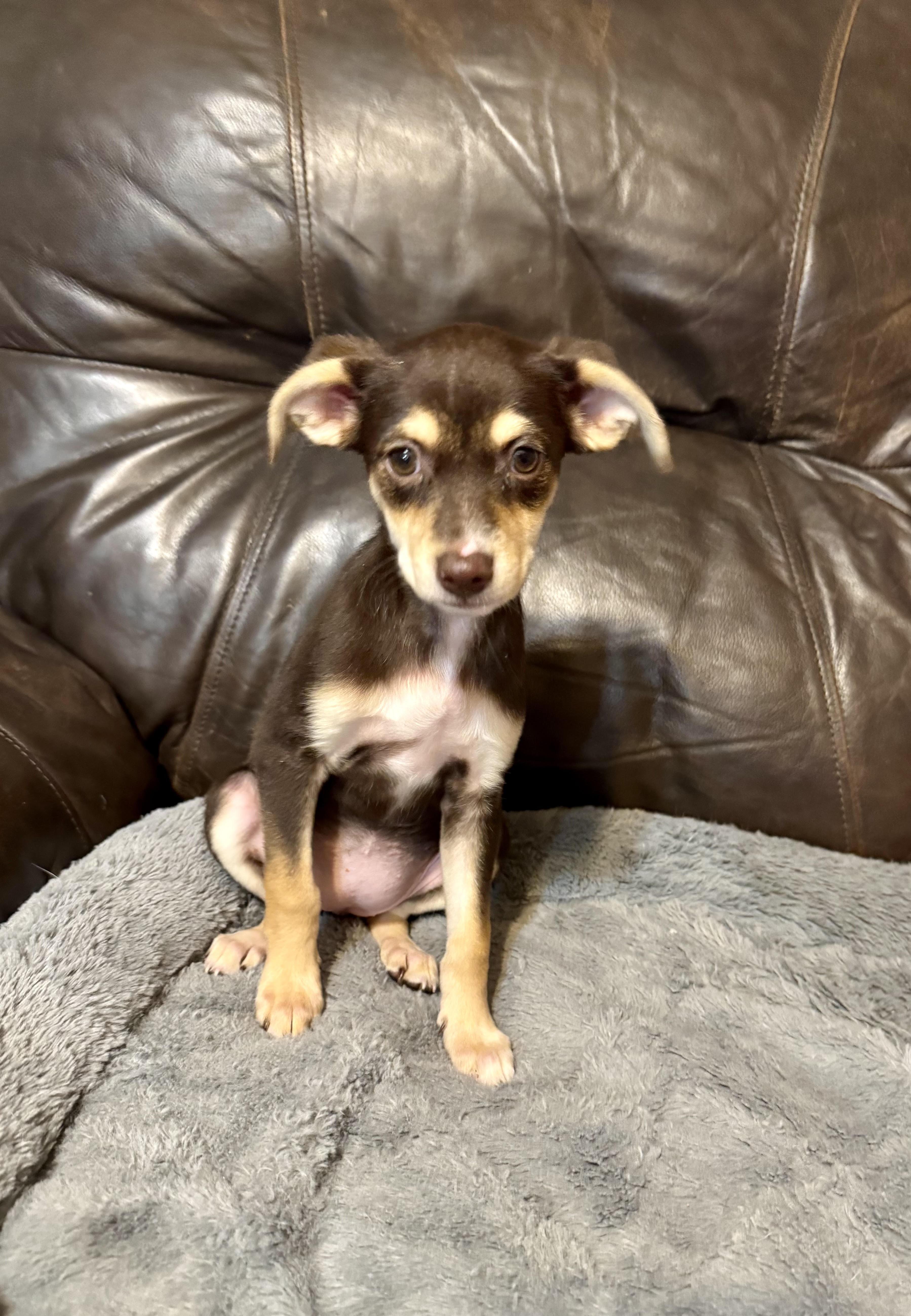 Venus, a ADOPTABLE mixed breed in Maiden, NC image 5/5