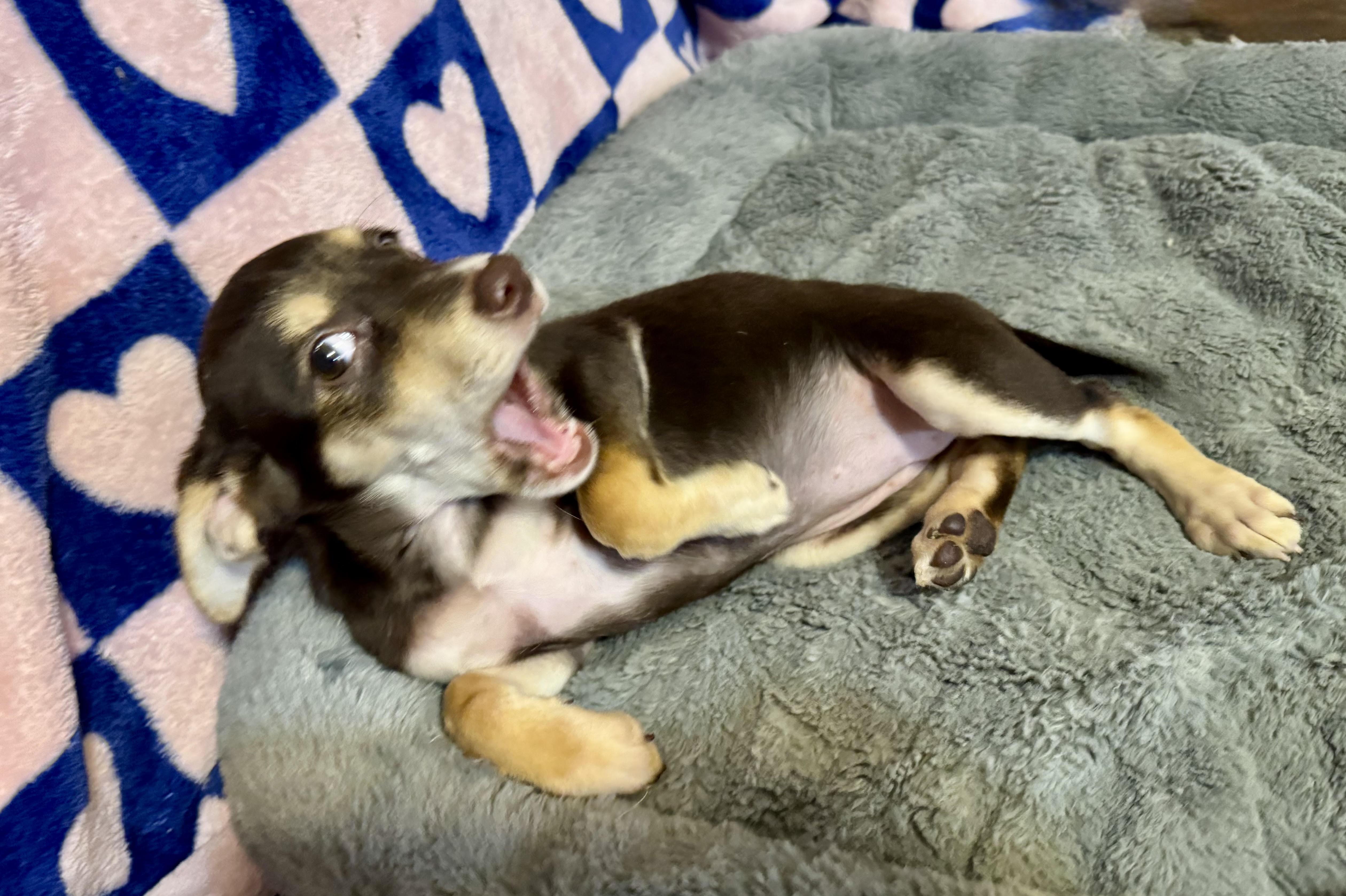 Venus, a ADOPTABLE mixed breed in Maiden, NC image 2/5