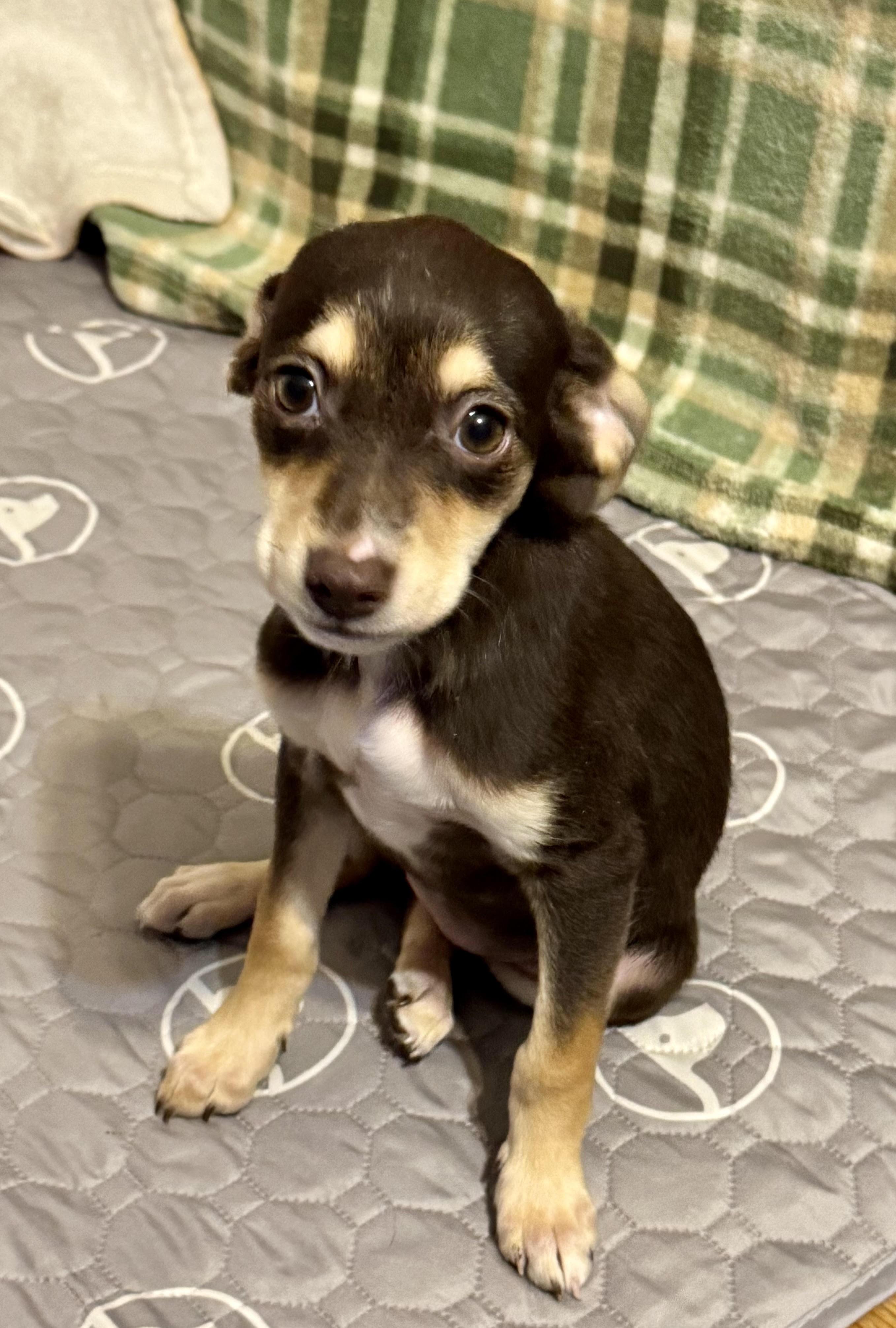 Venus, a ADOPTABLE mixed breed in Maiden, NC image 3/5