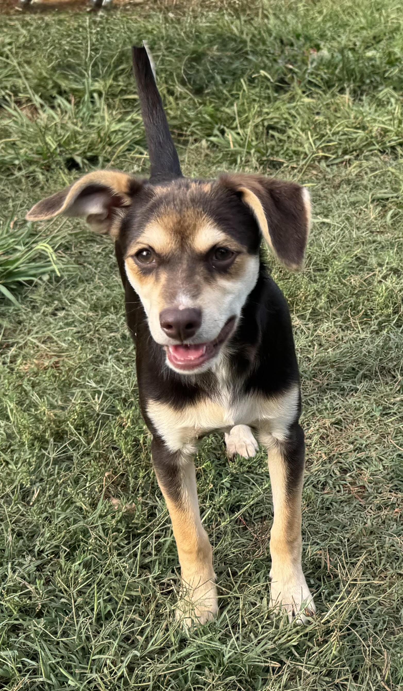 Enlarge Venus, a ADOPTABLE mixed breed in Maiden, NC image 2/5