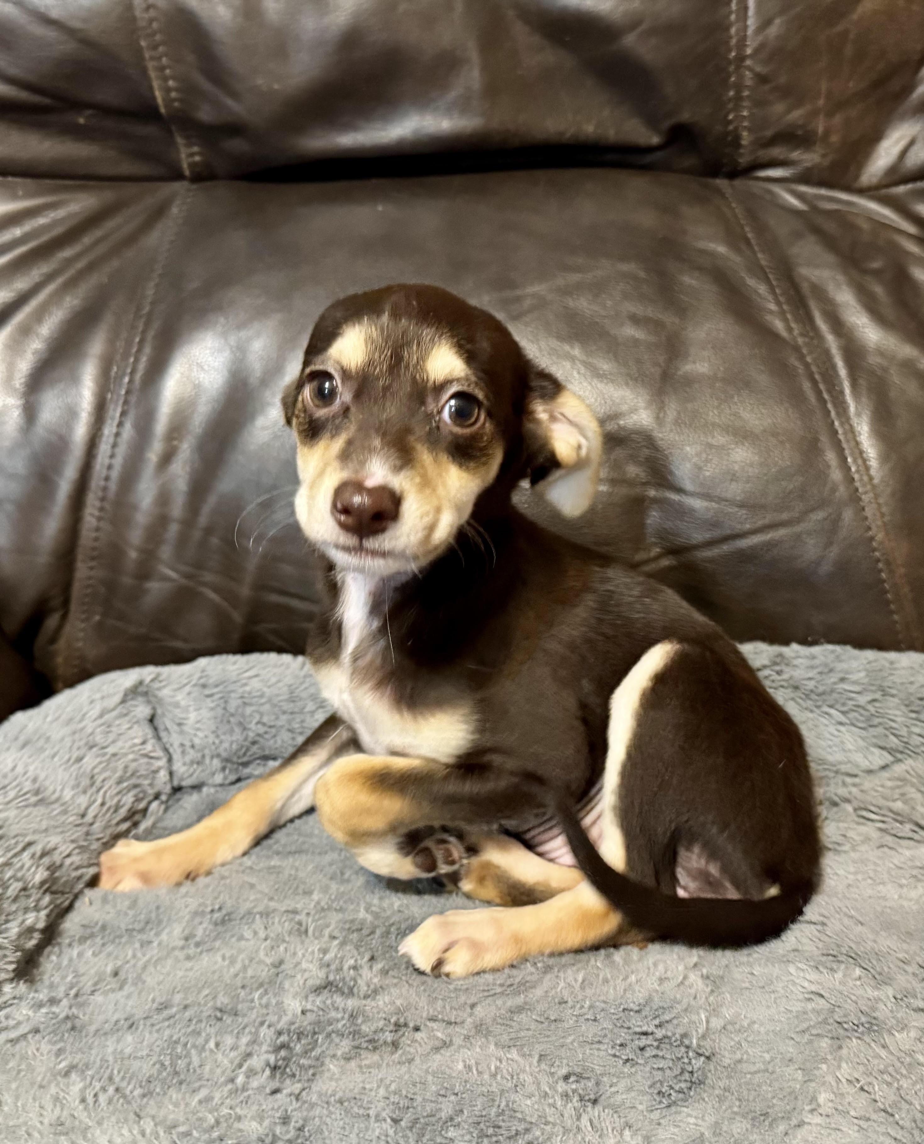 Venus, a ADOPTABLE mixed breed in Maiden, NC image 1/5