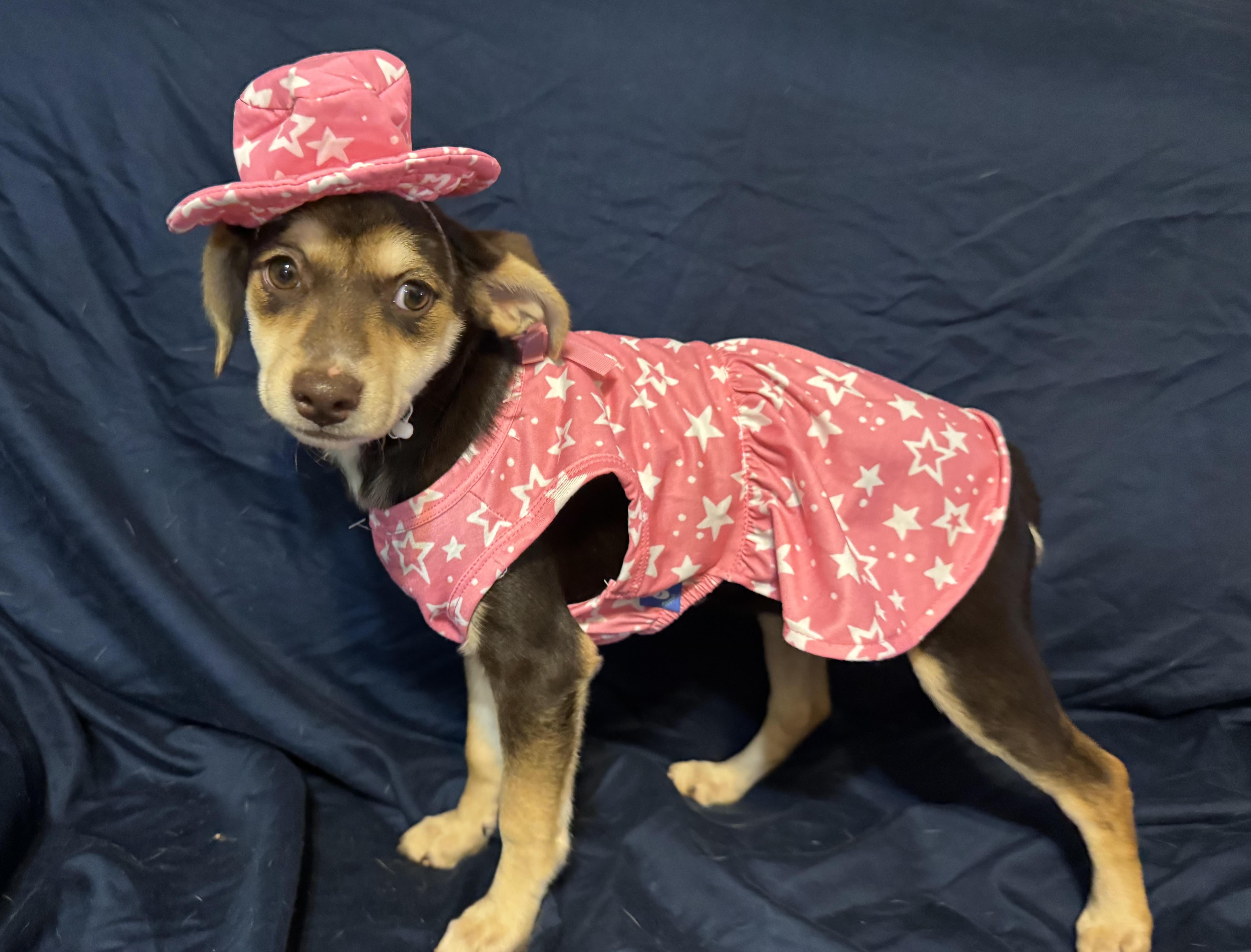 Venus, ADOPTABLE, Puppy Female Terrier.