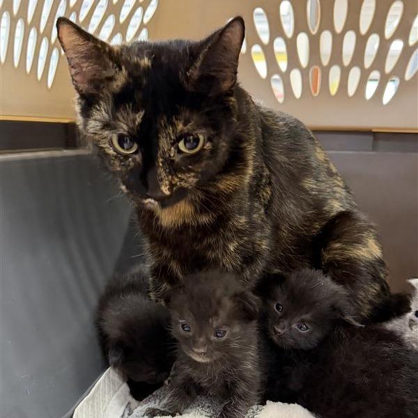 Enlarge Matilda, a Adoptable Domestic Short Hair in Houston, TX image 1/6